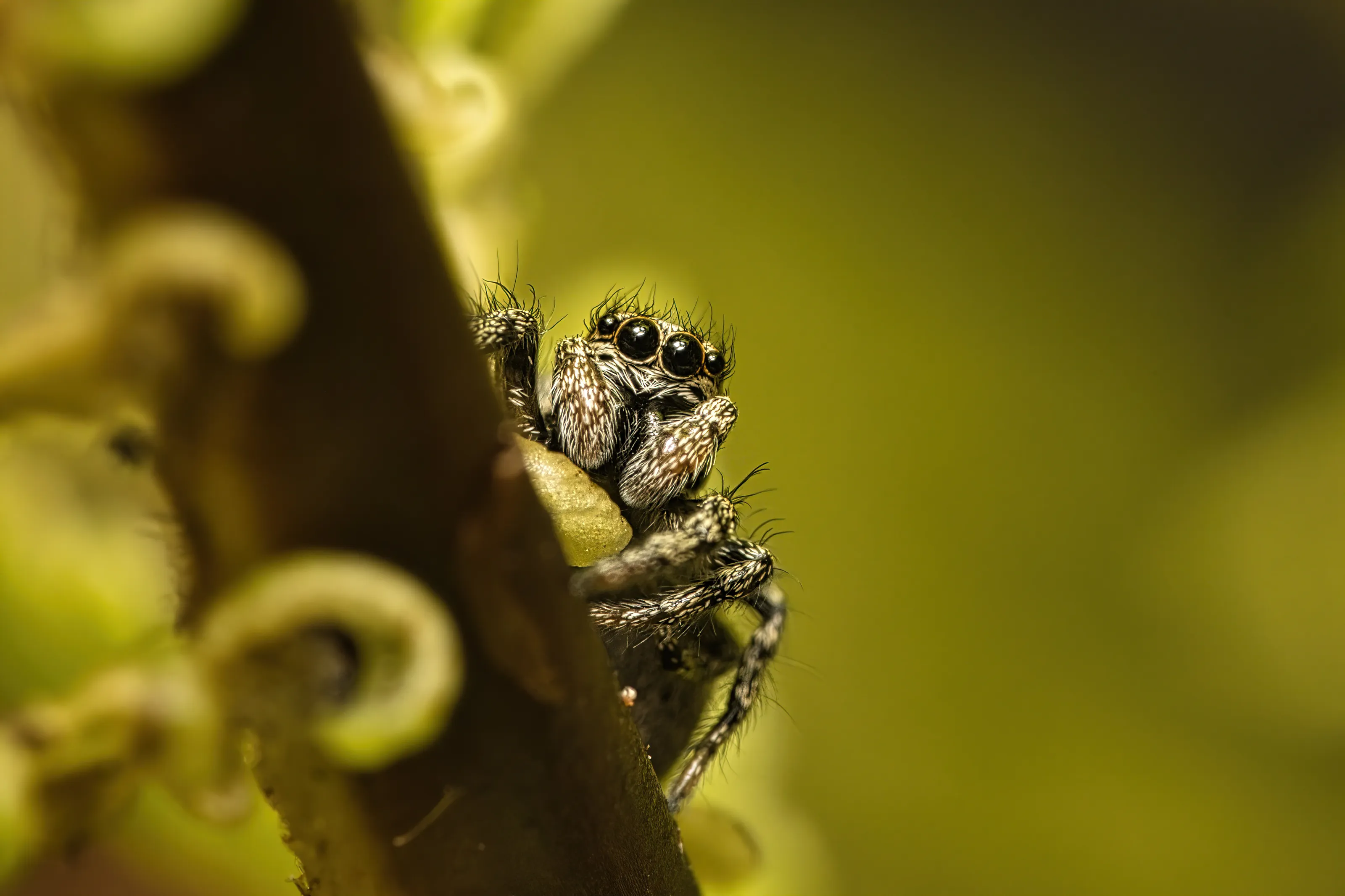Close up shot of a jumping spider