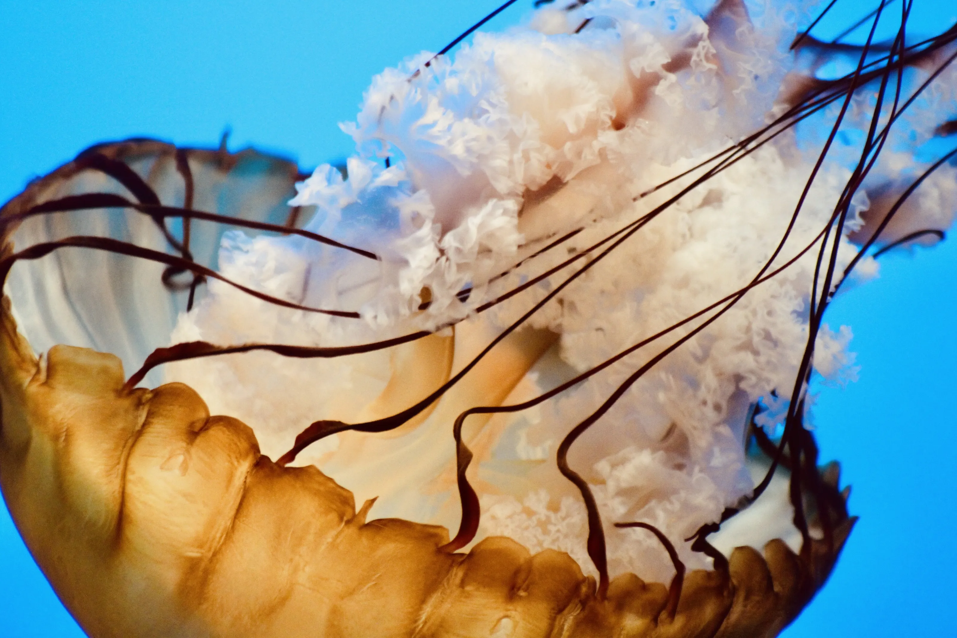 Jellyfish