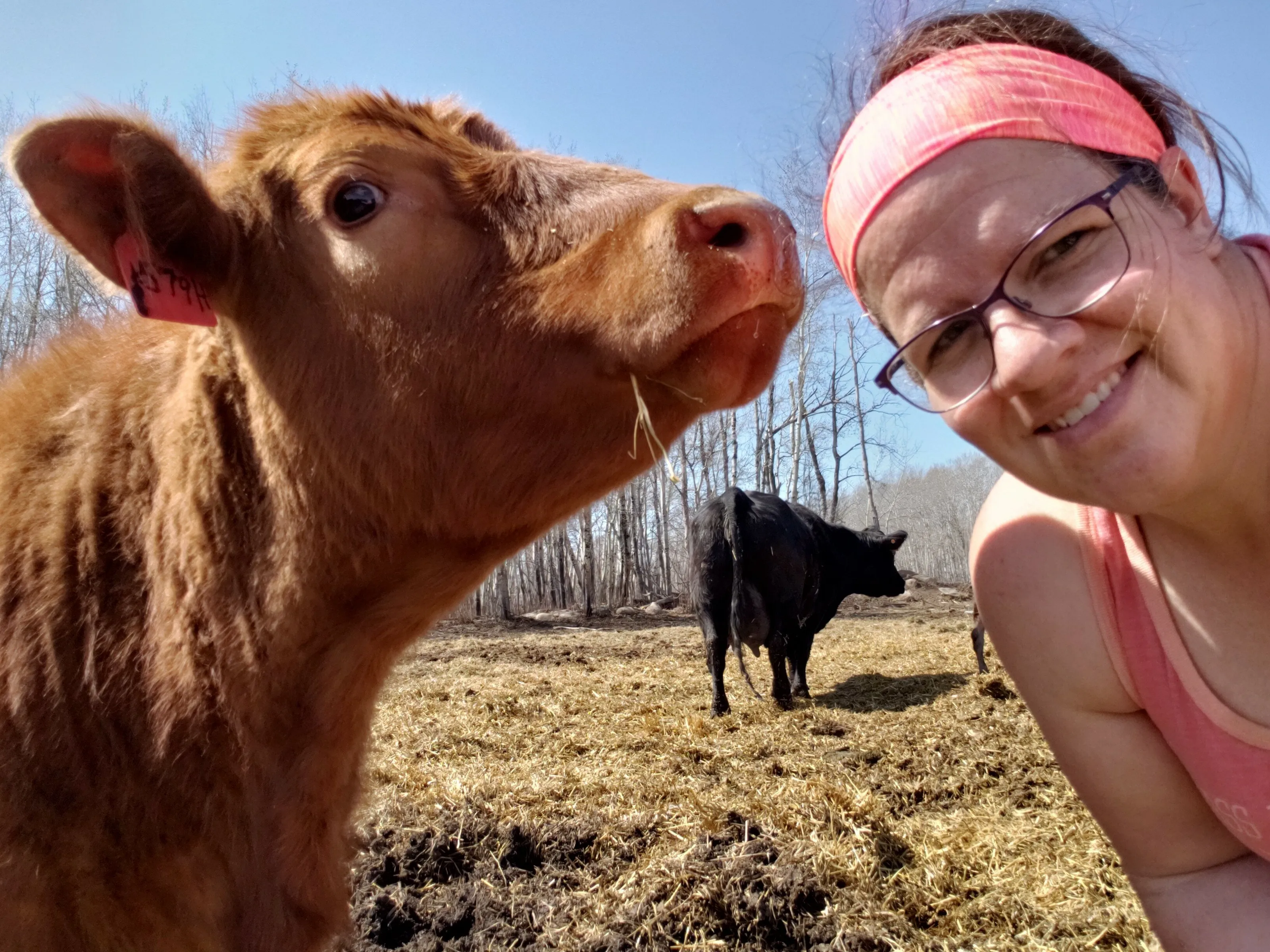 curious cow