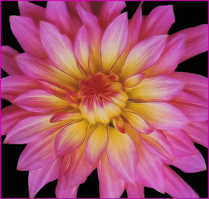 Darling Dahlia