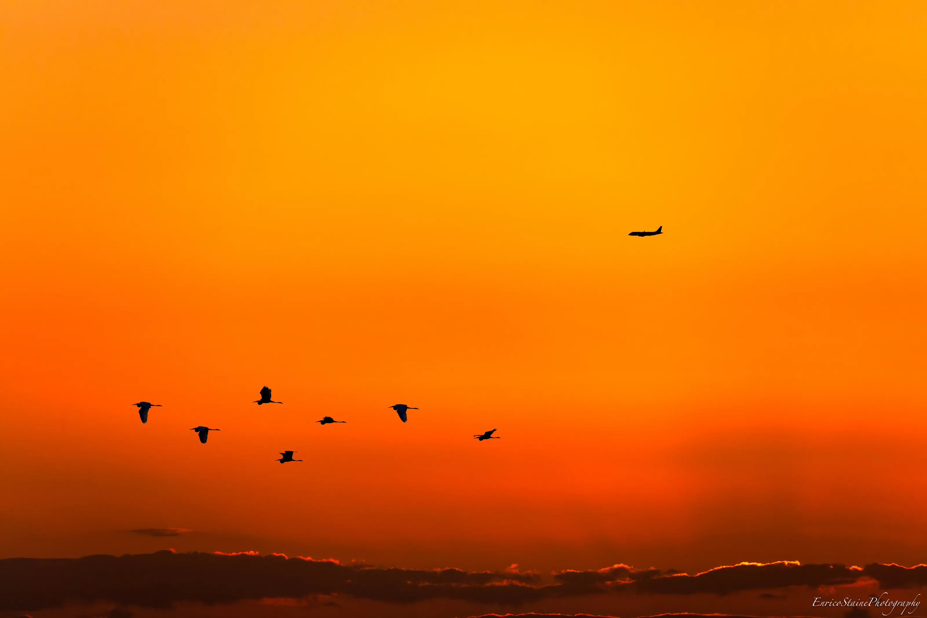 Sunset, a Plane and a Flock of Egrets