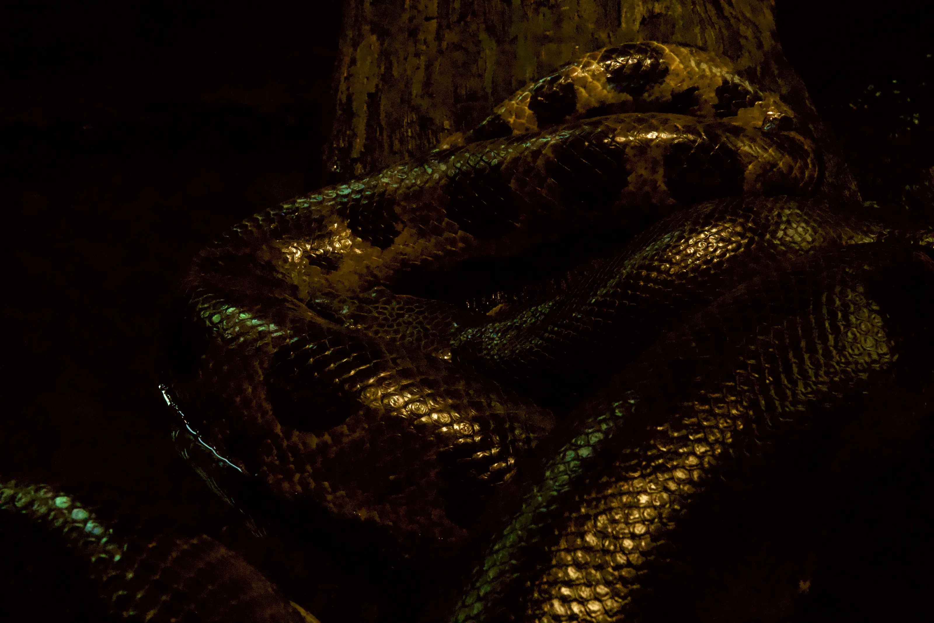 Golden snake