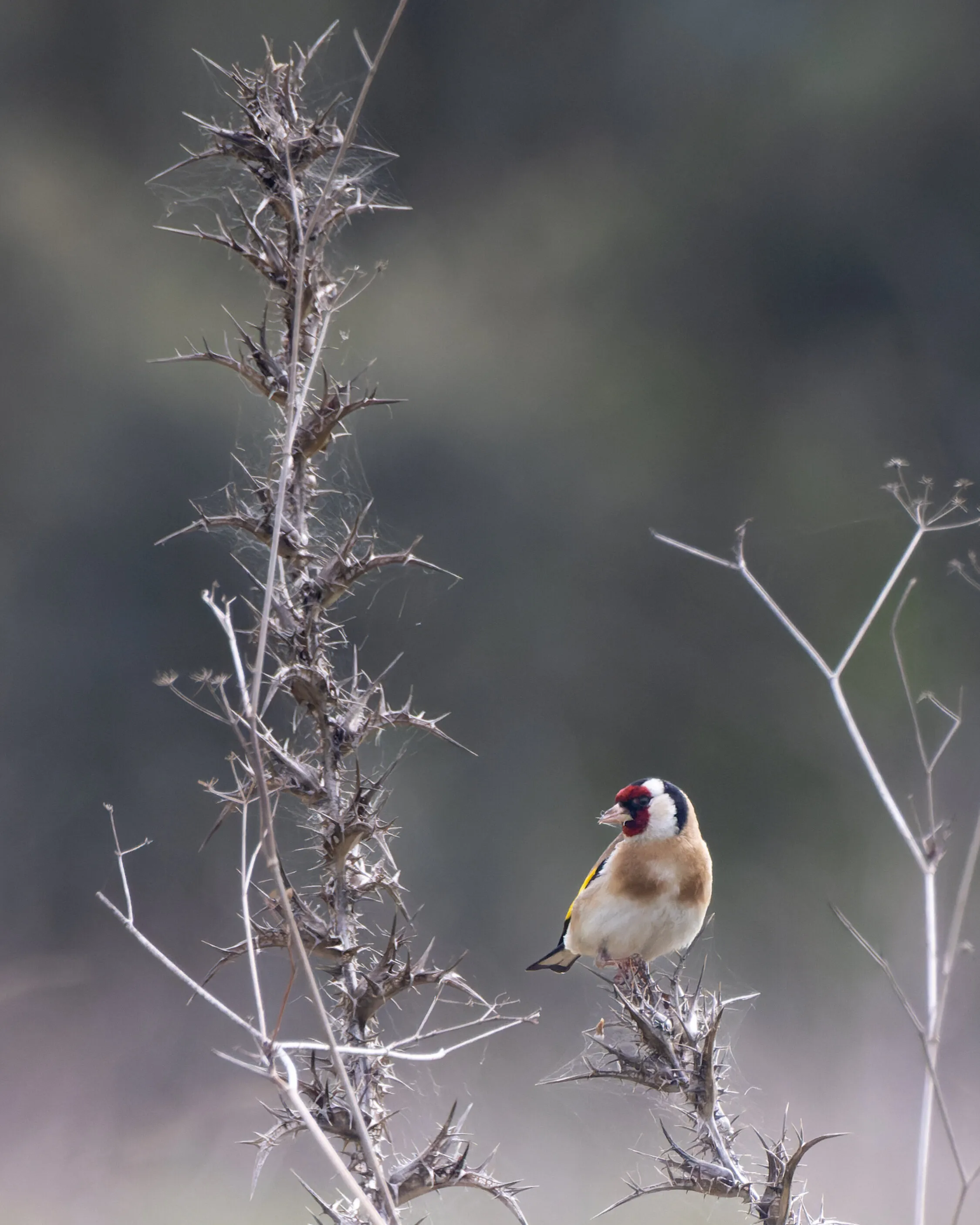 European Goldfinch