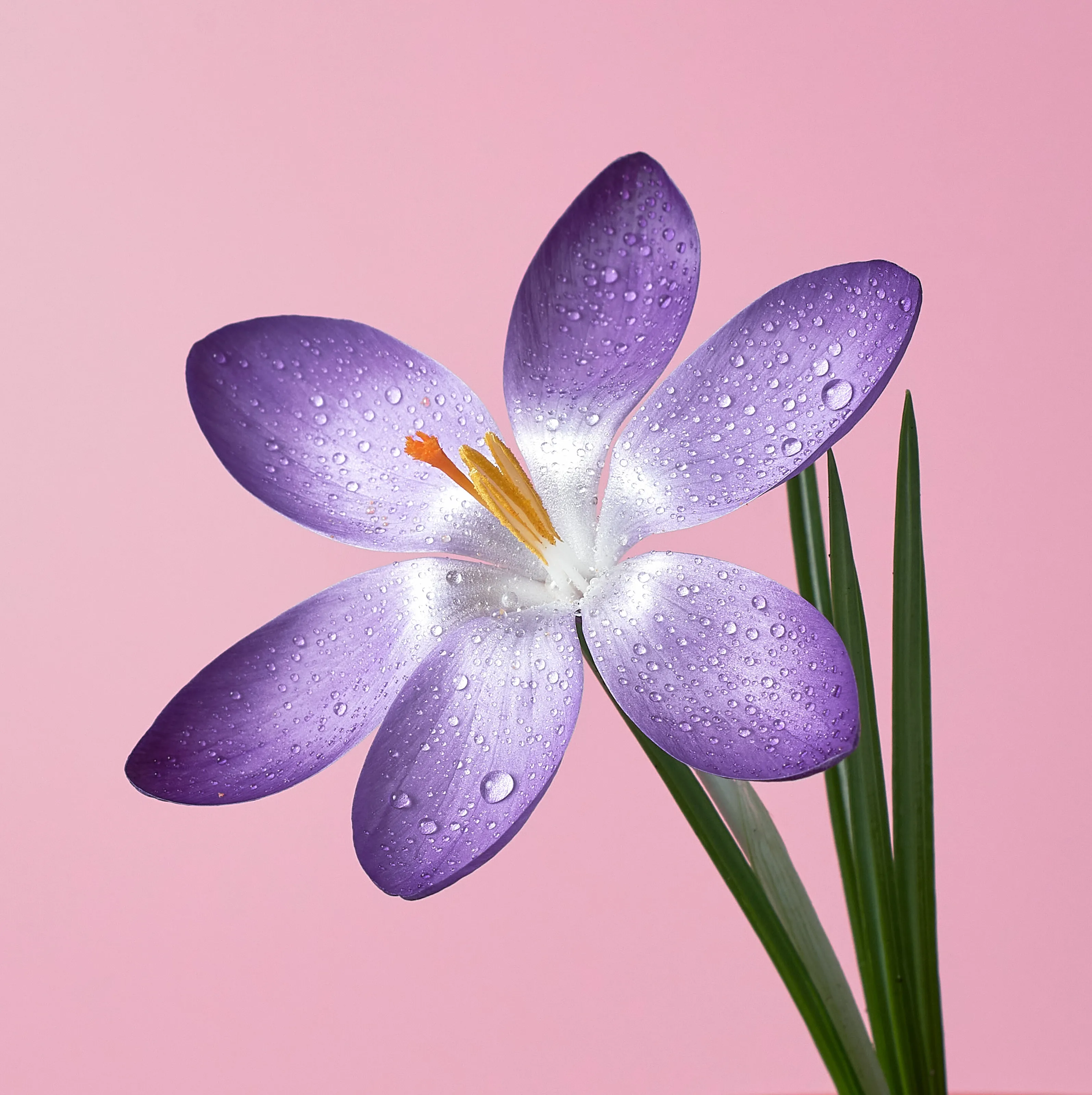 Crocus drops