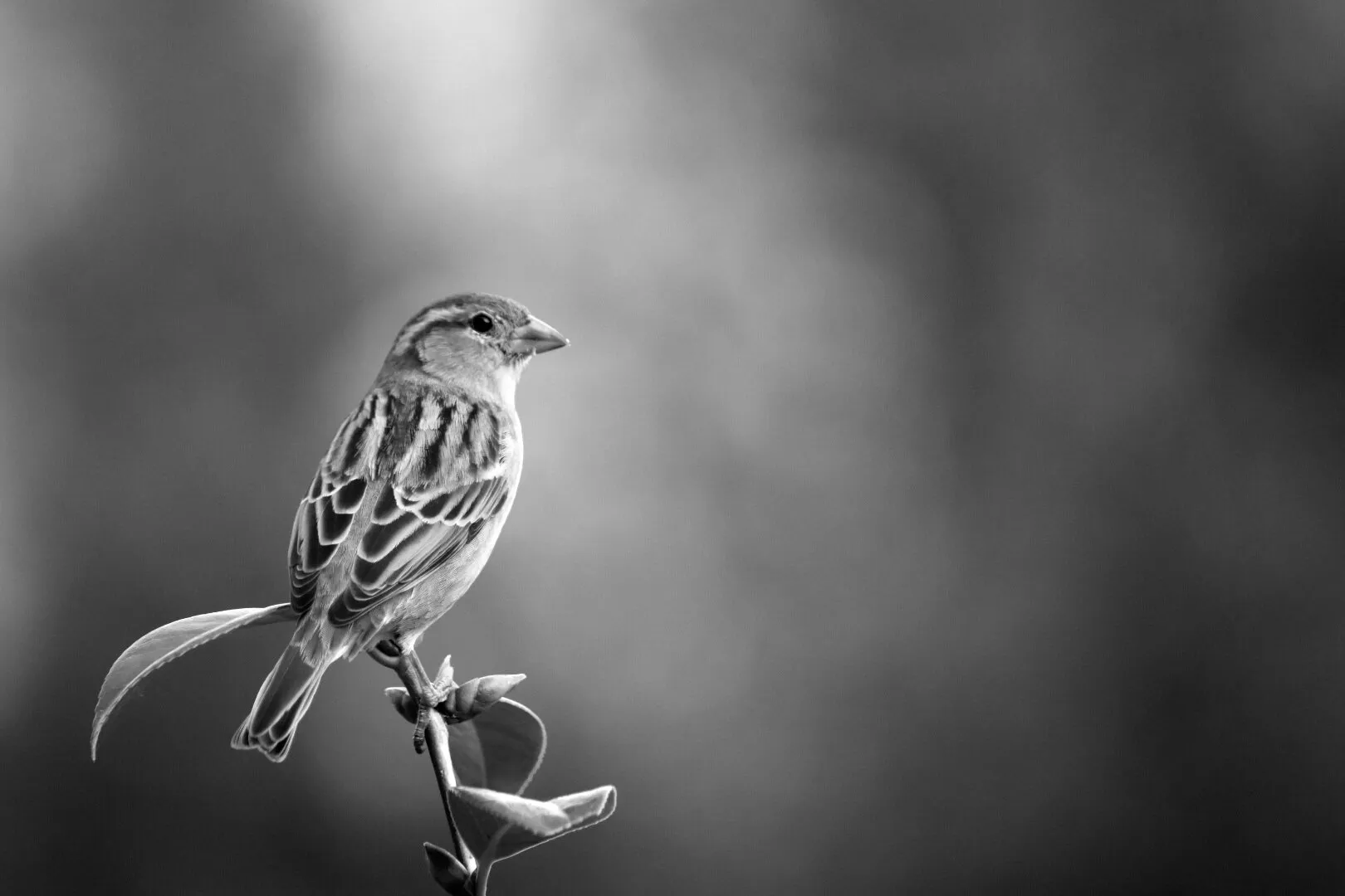 Peaceful bird