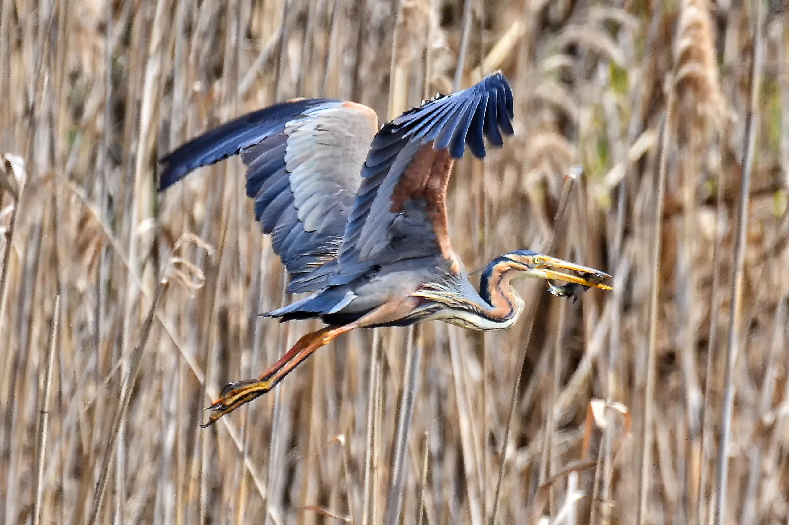 Purple Heron