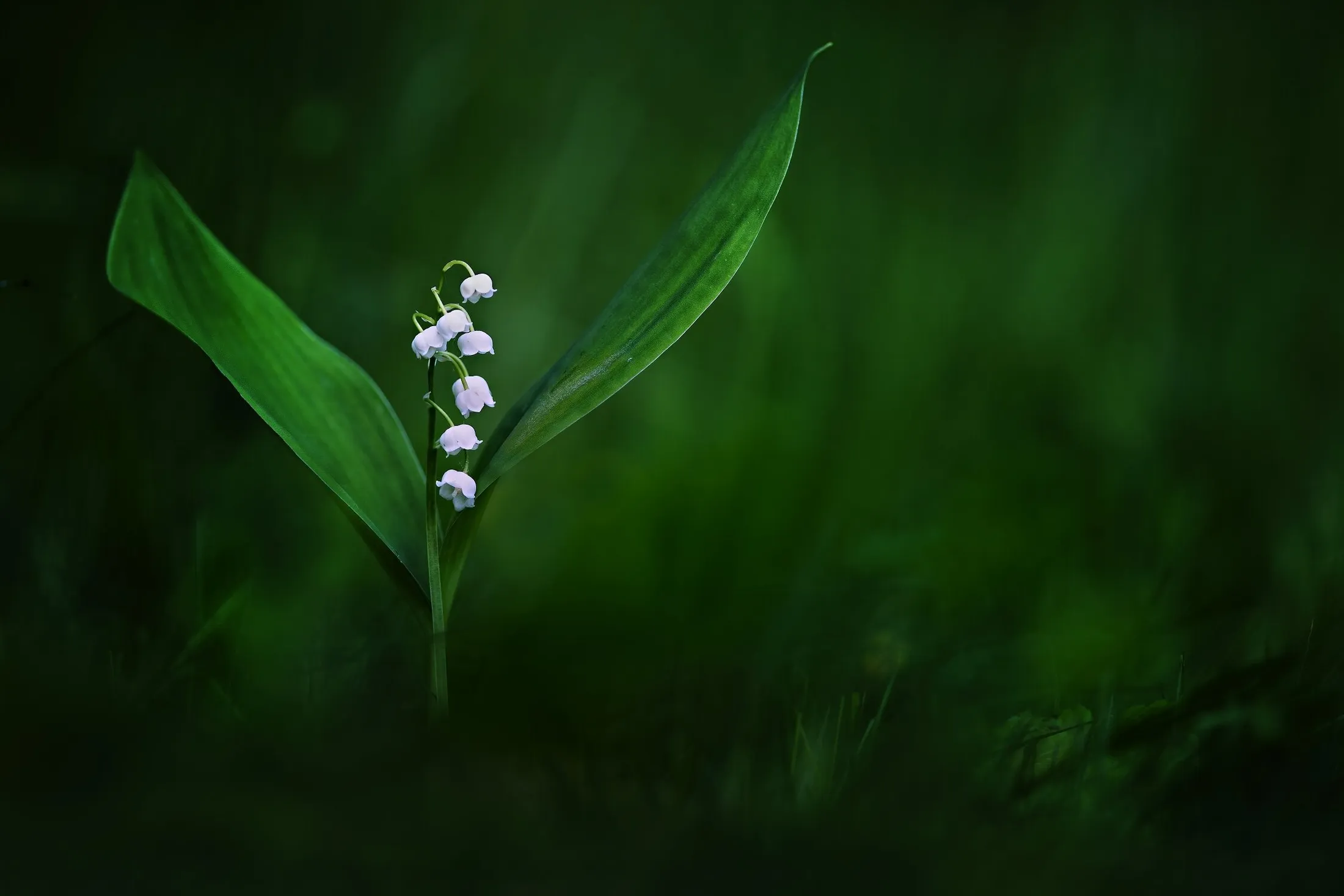 white in green
