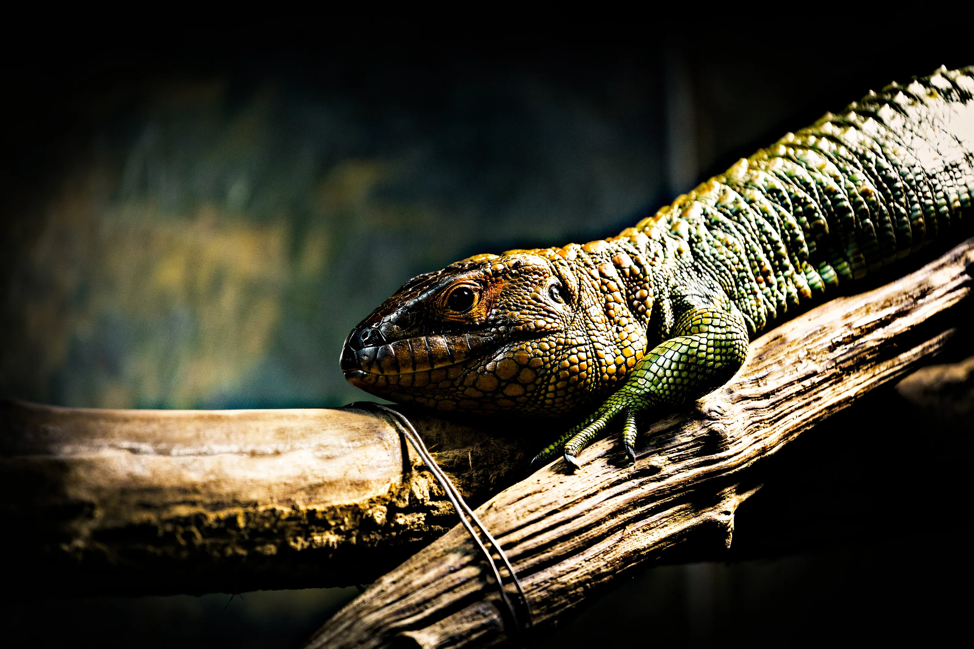 Northern caiman lizard (Dracaena guianensis)