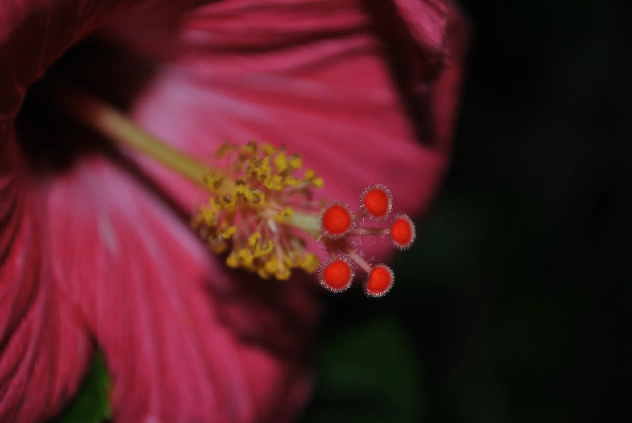 The pollinator