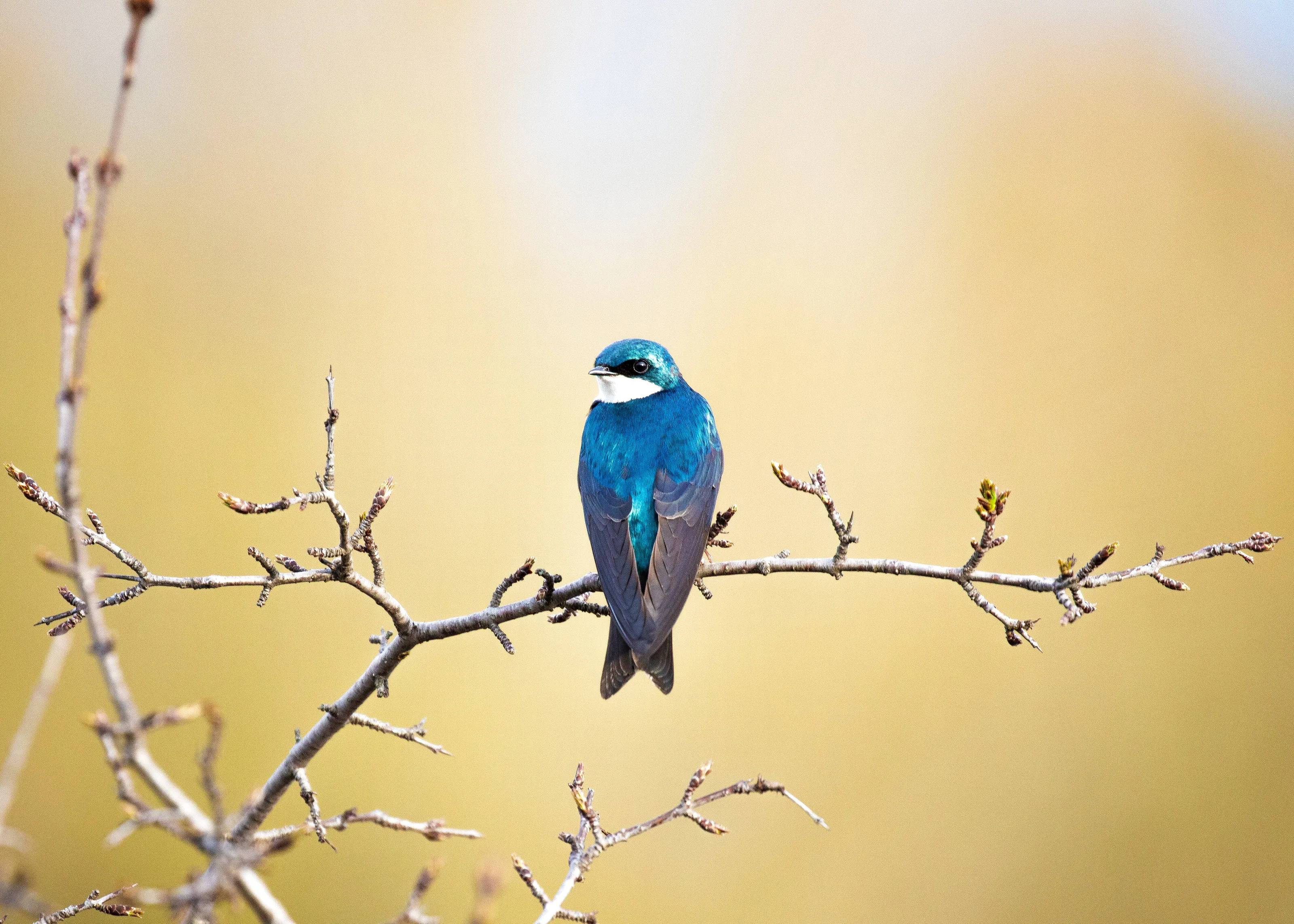 Bright Blue Tree Swallow