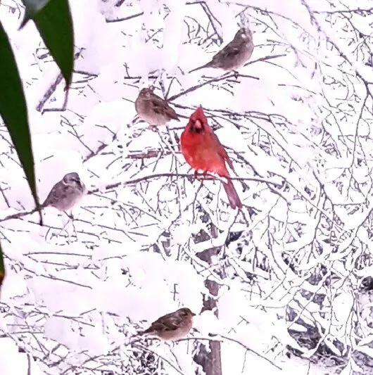 Birds Nesting Near the Bird Feeder