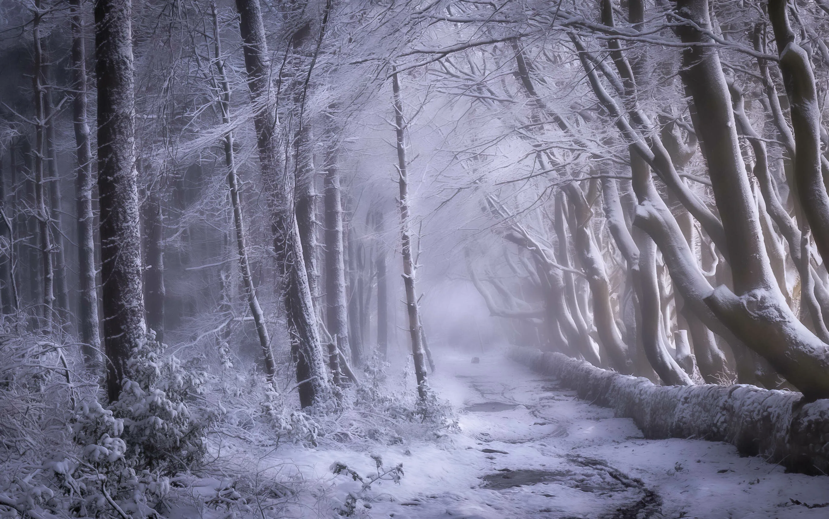 Winter Wonder