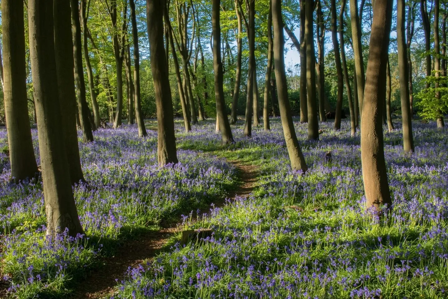 Bluebells, Oxfordshire