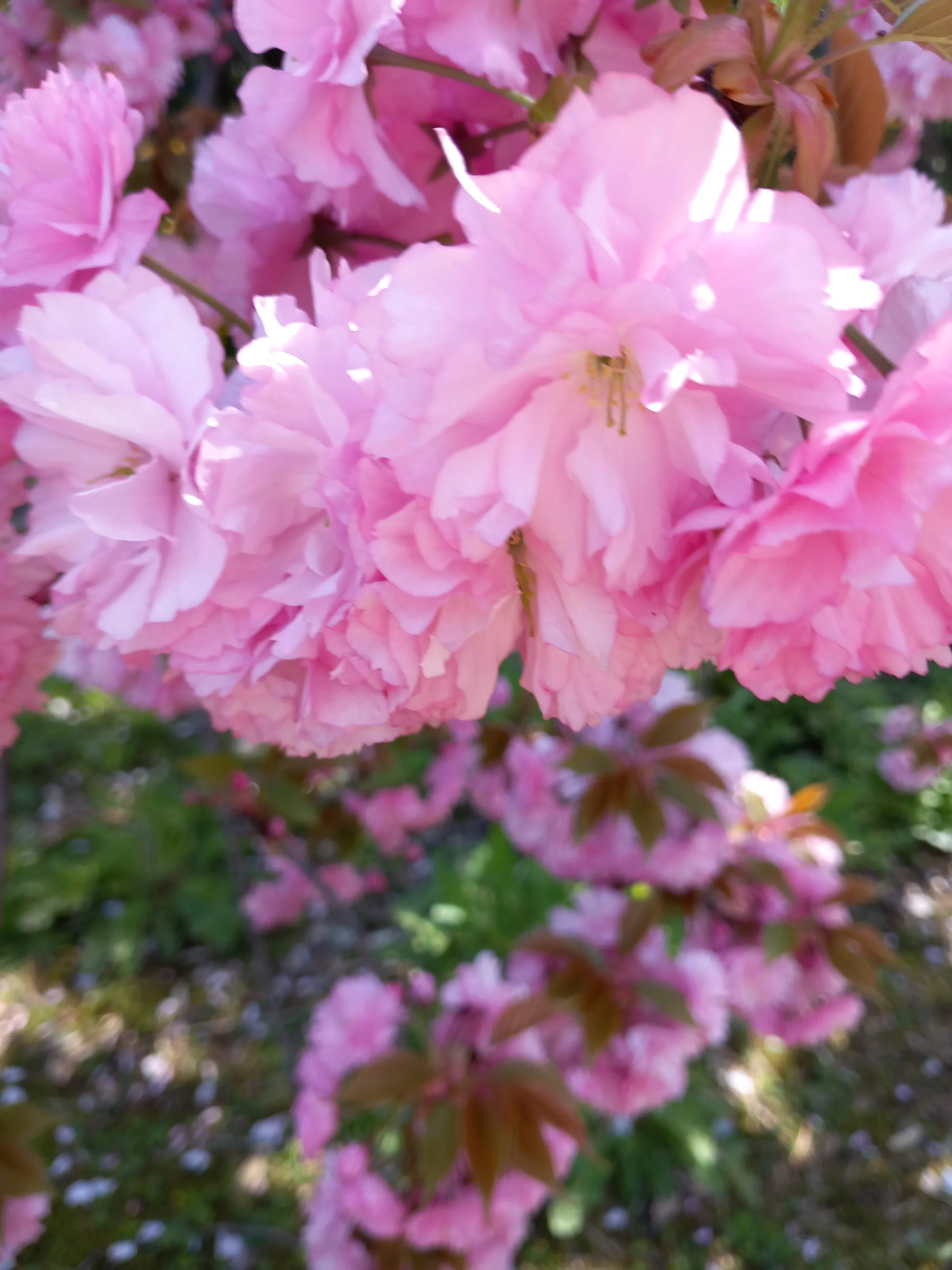 Cherry blossom