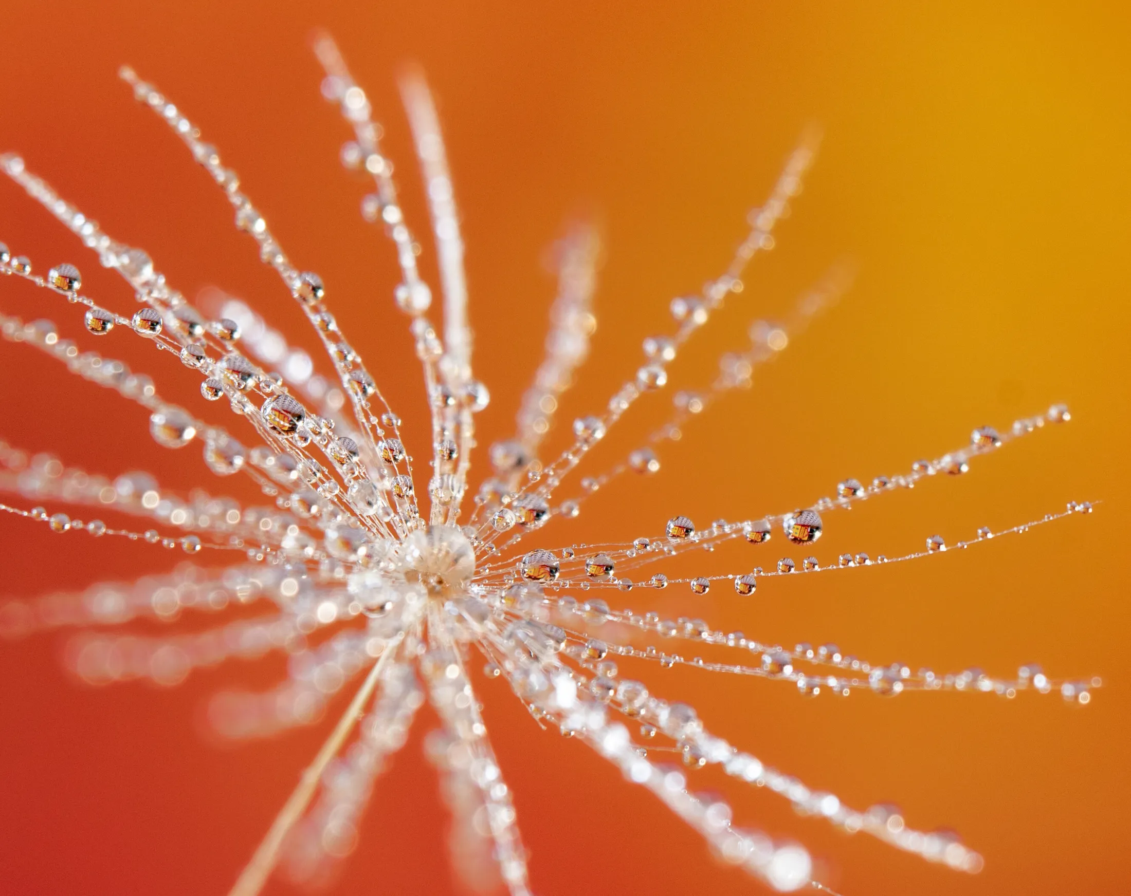 Dandelion with droplets