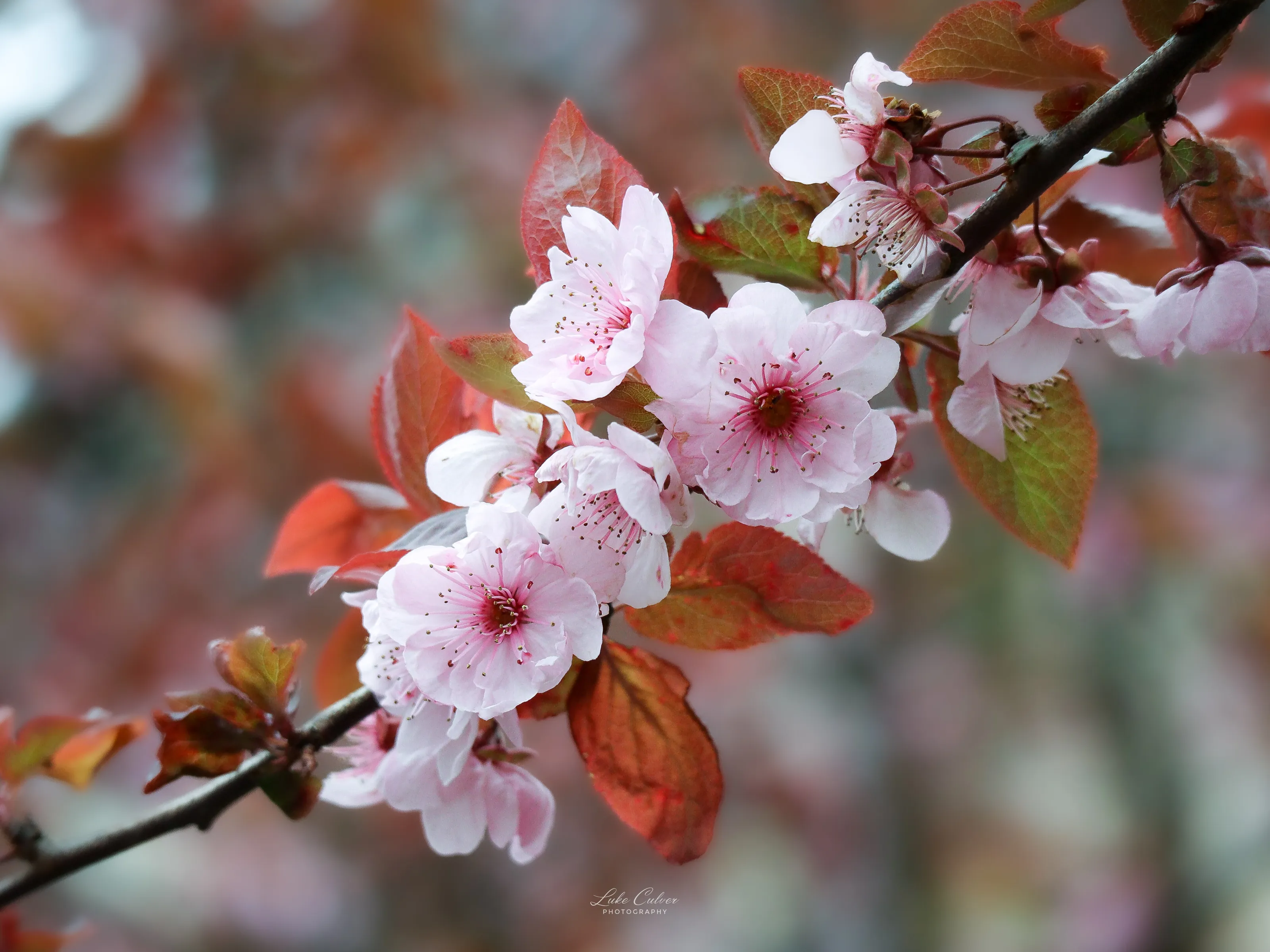 Spring Cherry Blossom