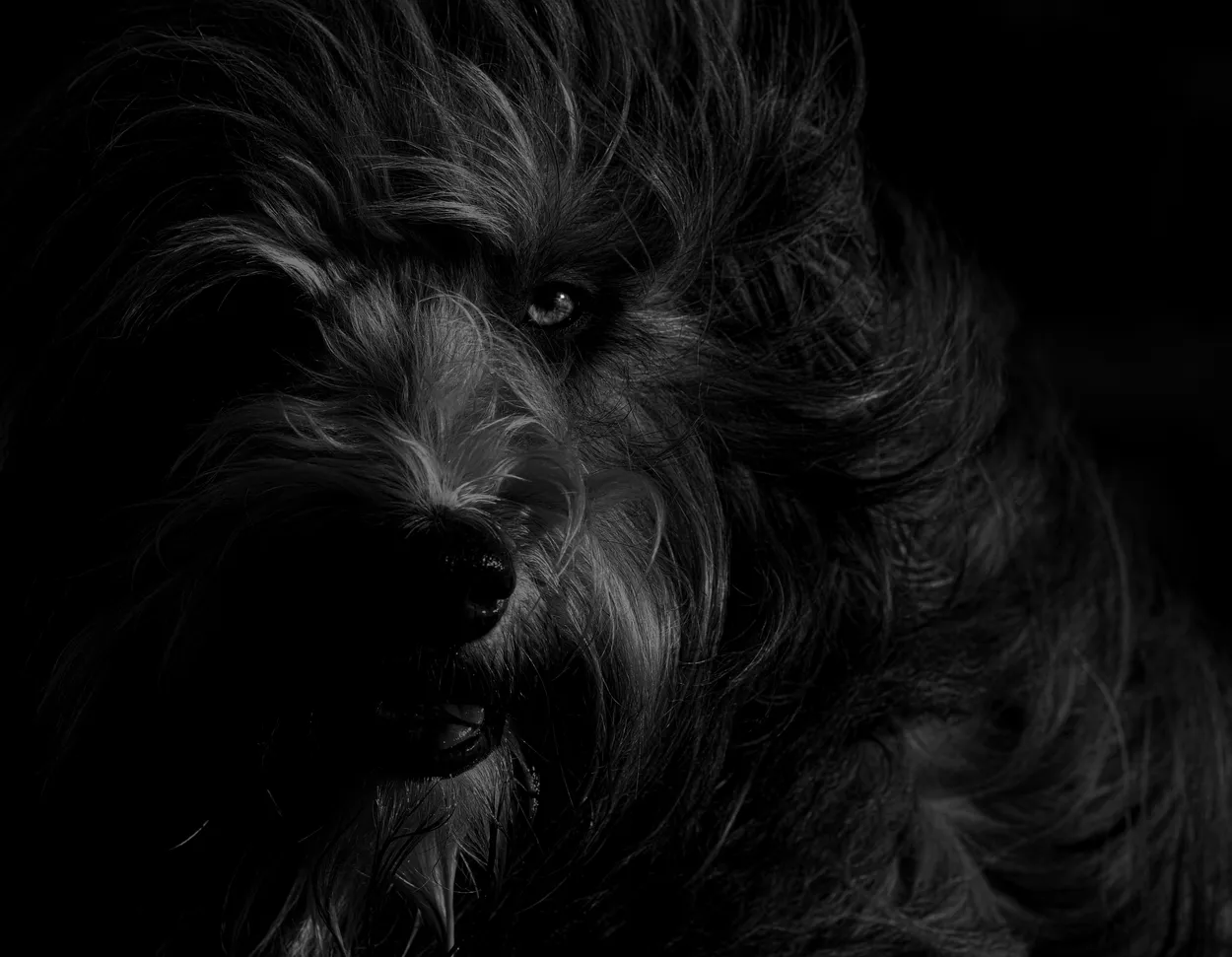 Entry 16137054