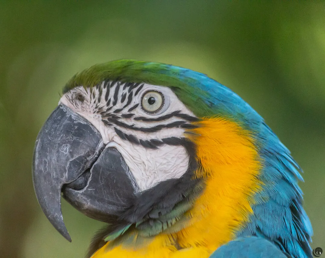 Polly