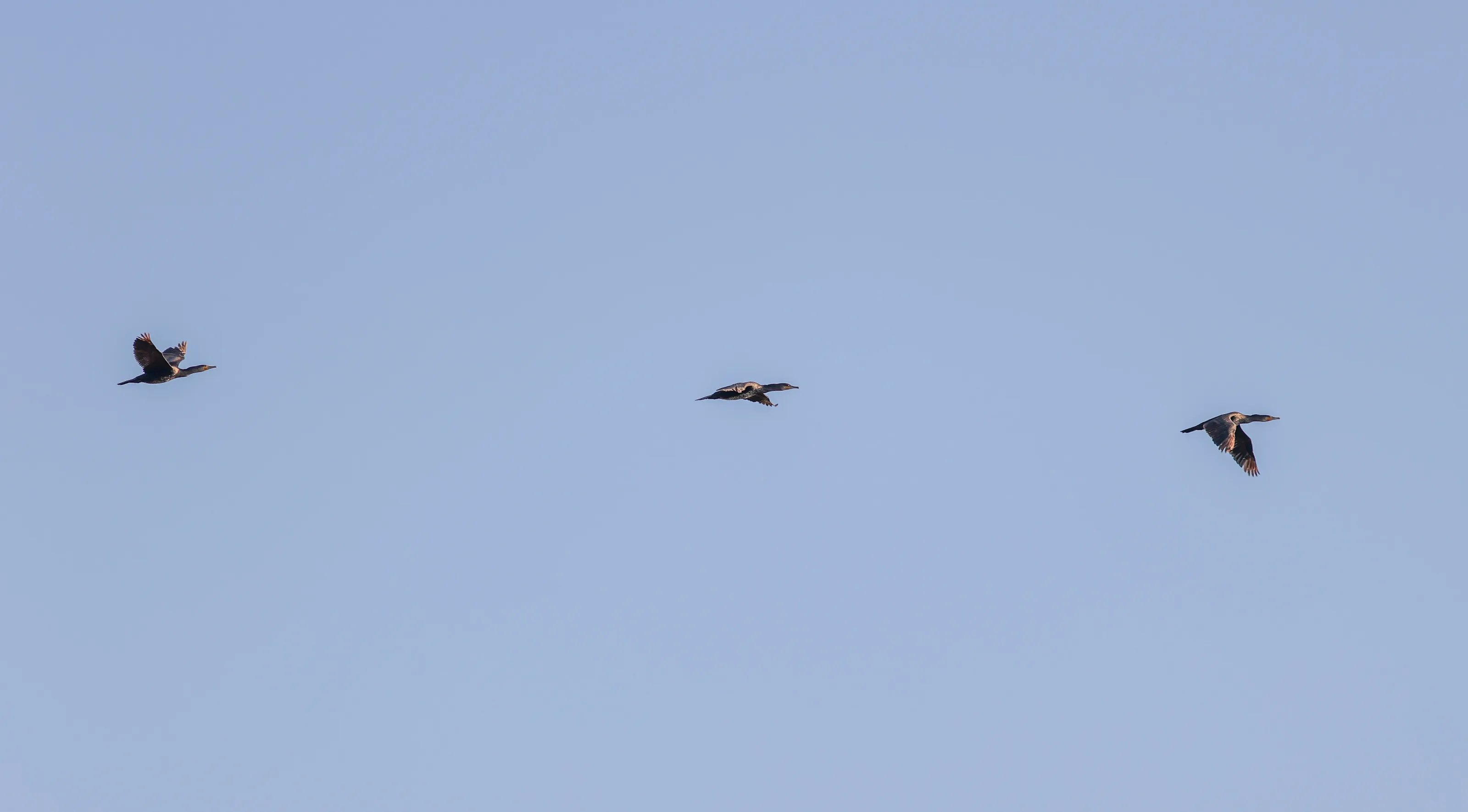Three birds
