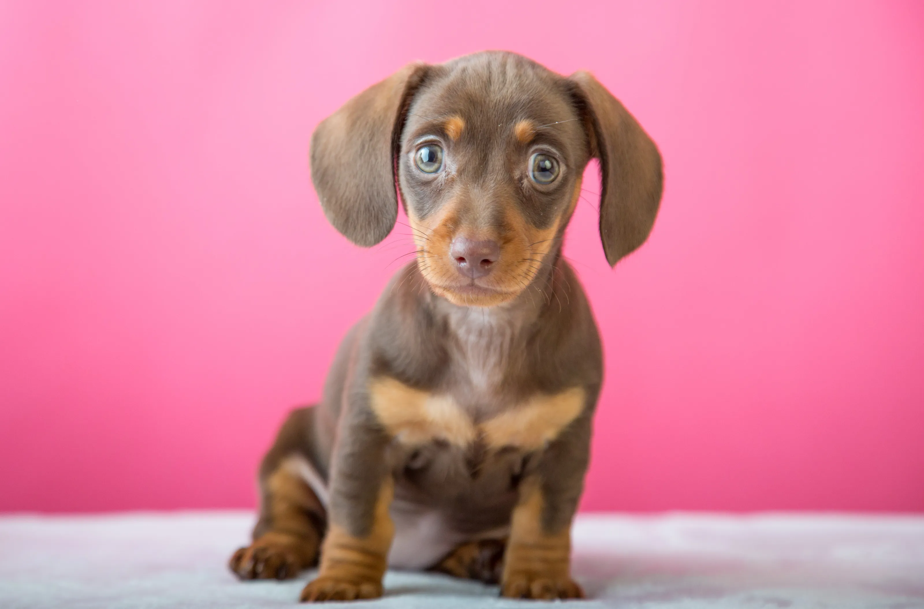 Daschund Puppy on pink