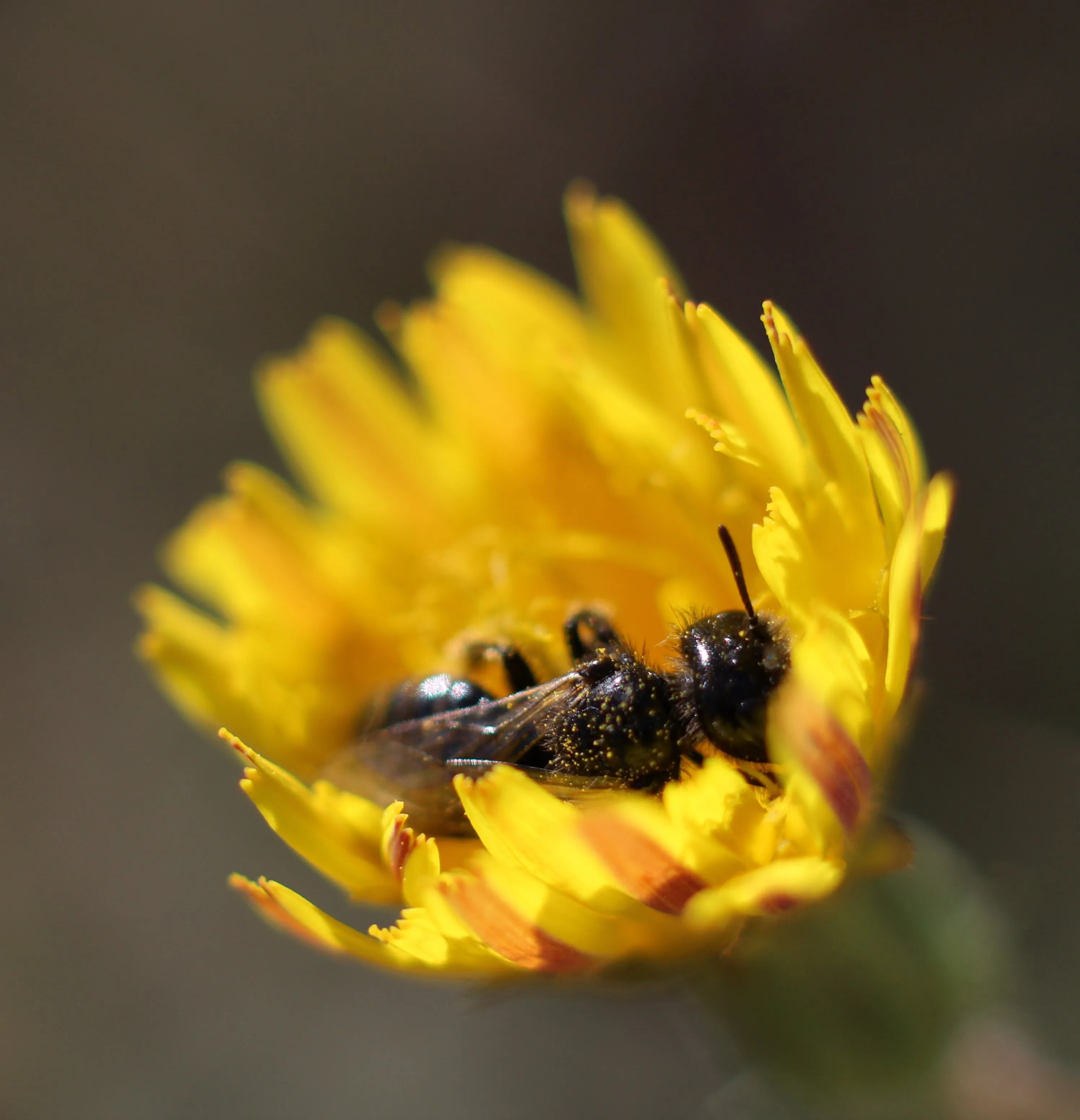 Sleepy bee