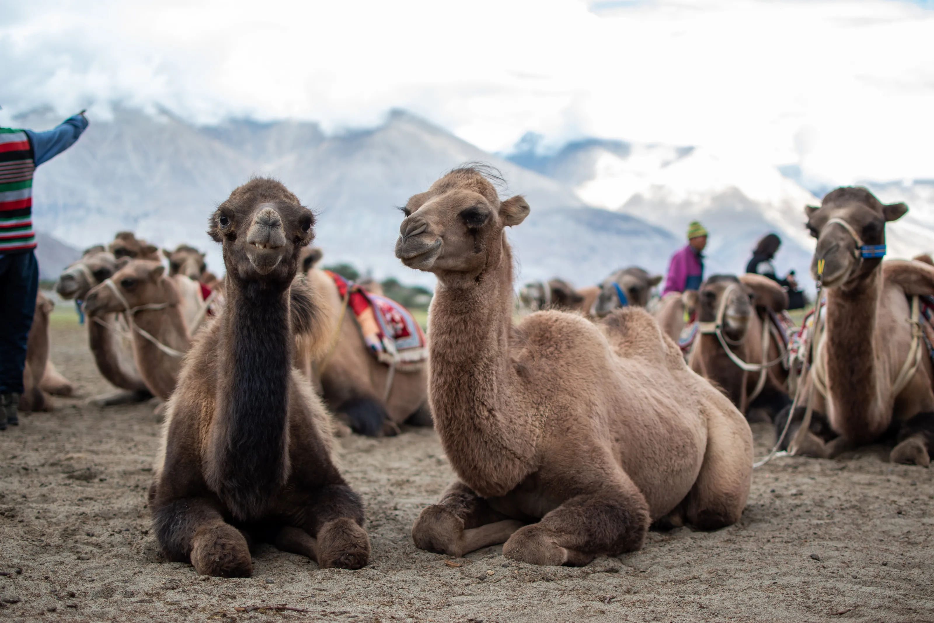 camels in nubra valley