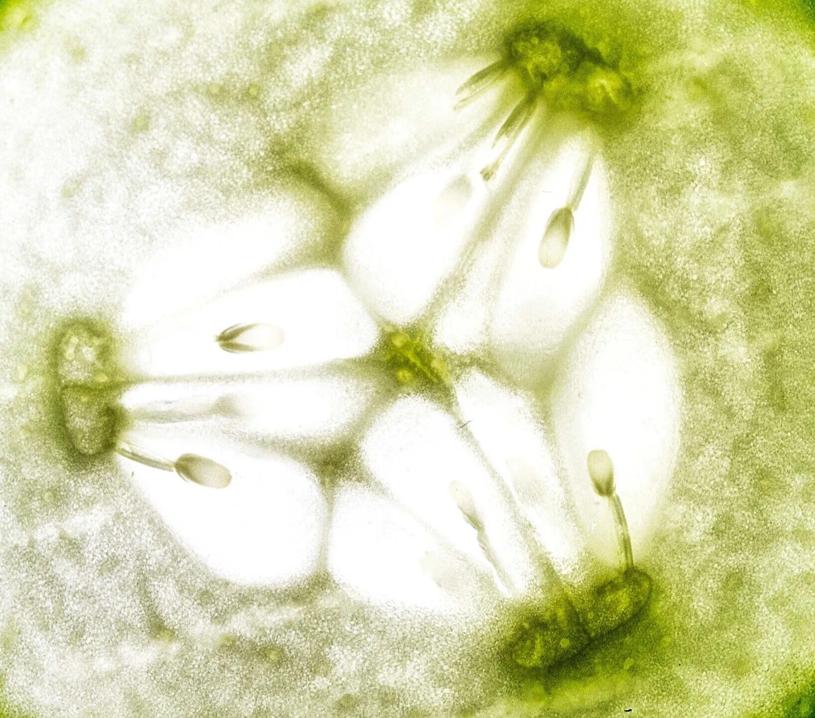 Cucumber flowers