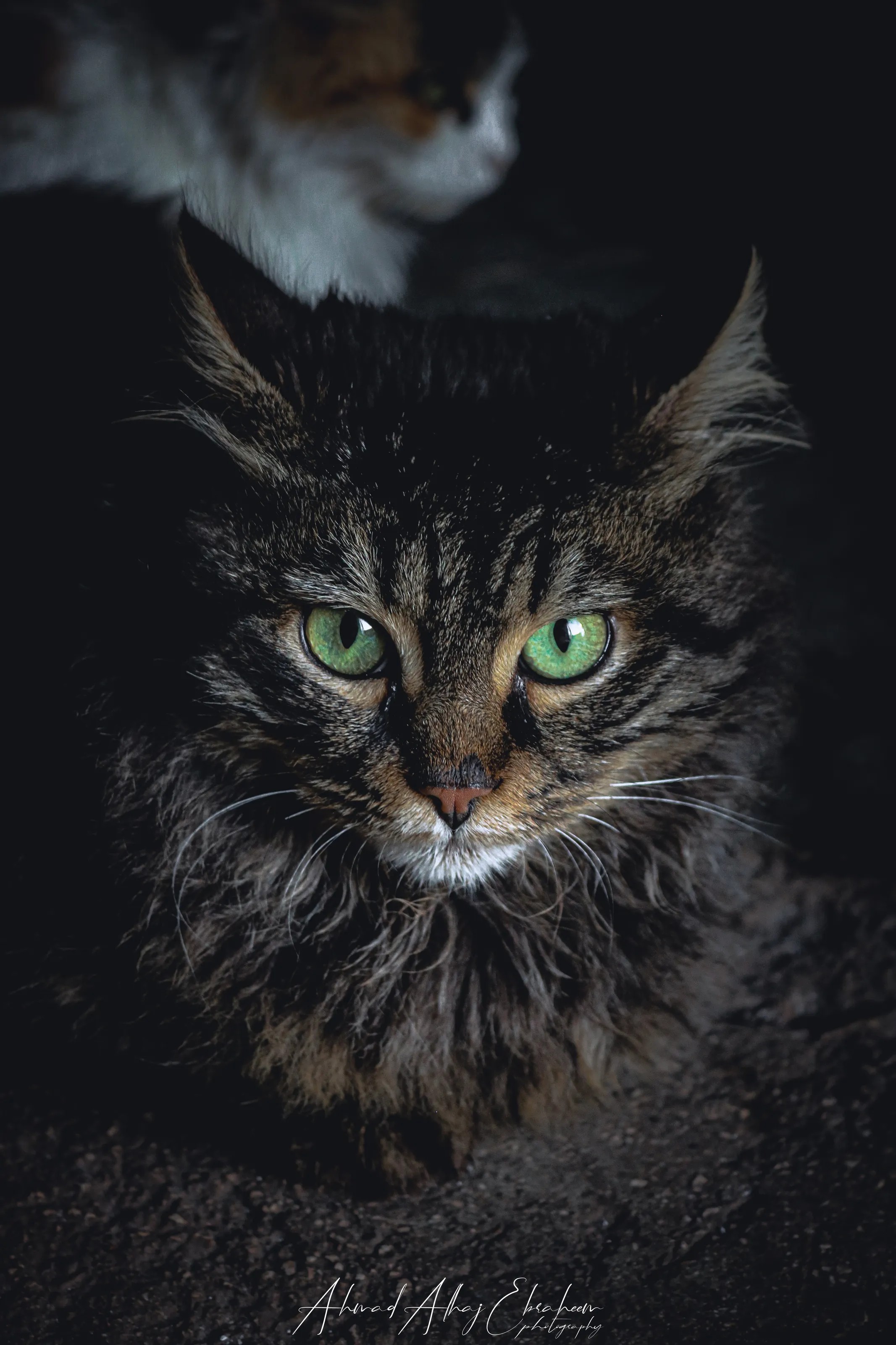 Lovely cat