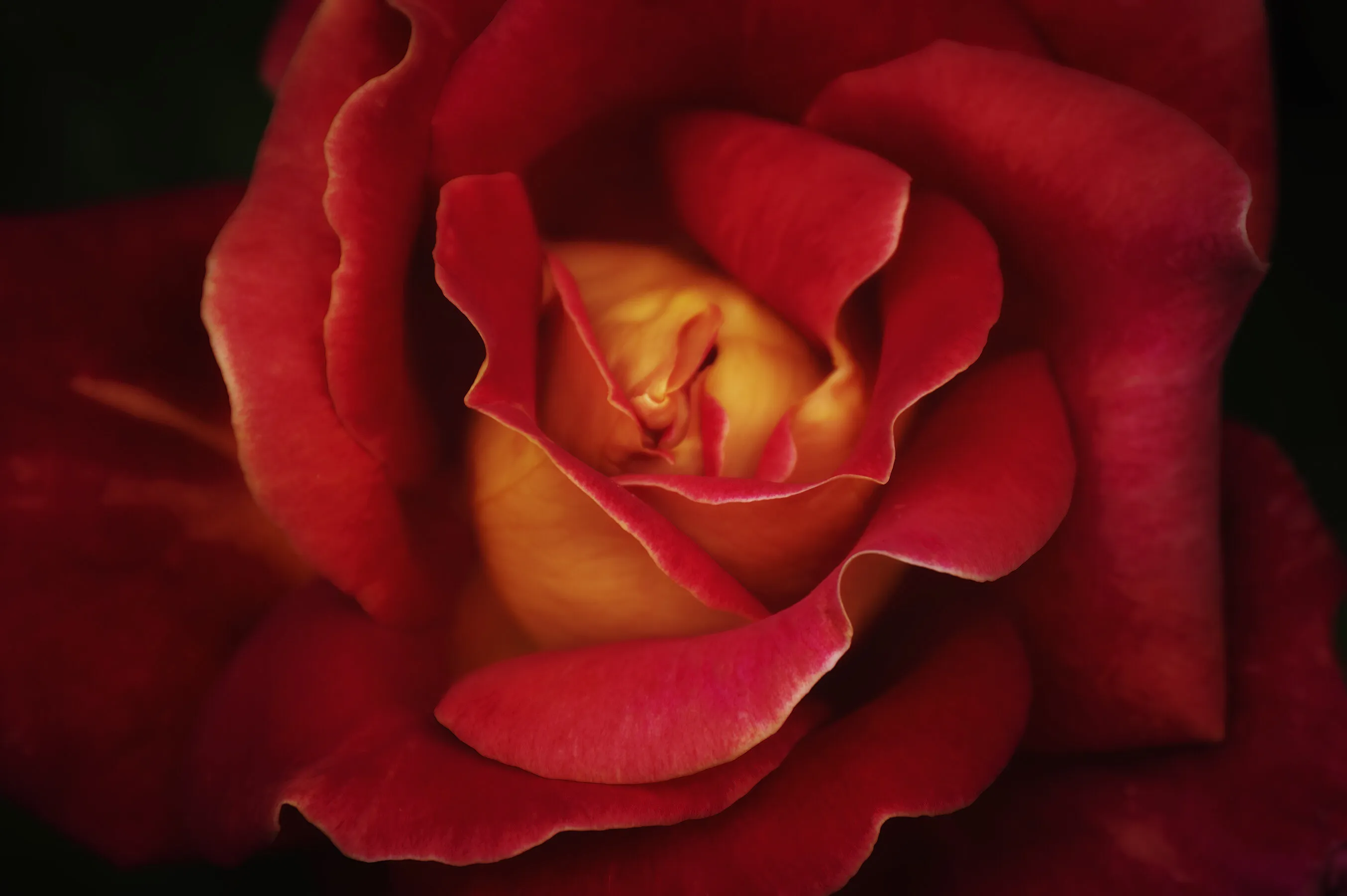 First rose of the season