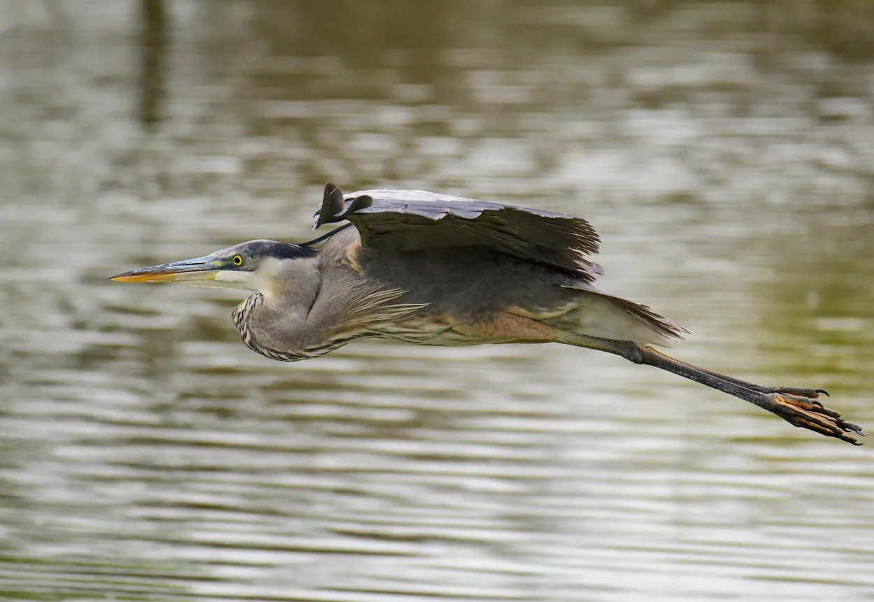 Entry 16169400