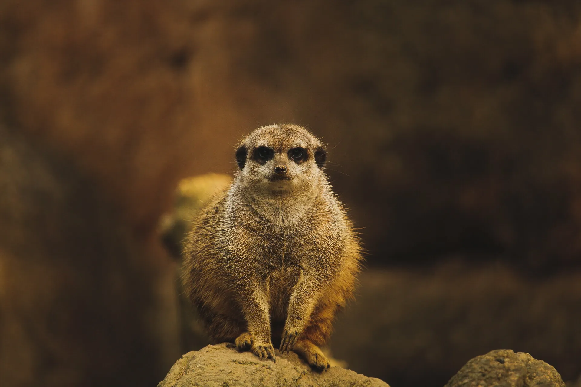 The look-out