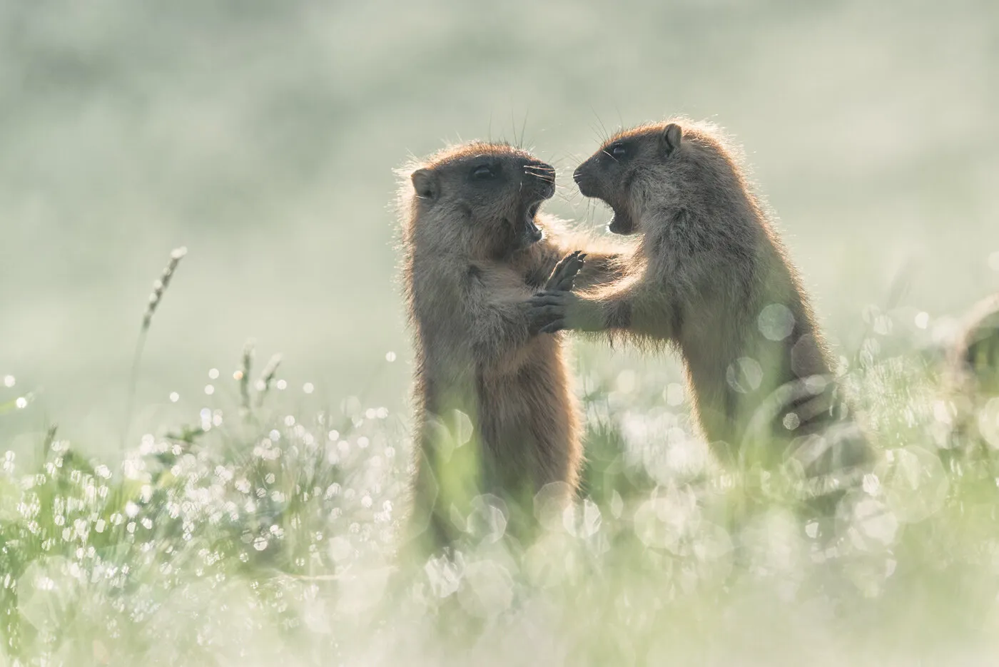 Dispute