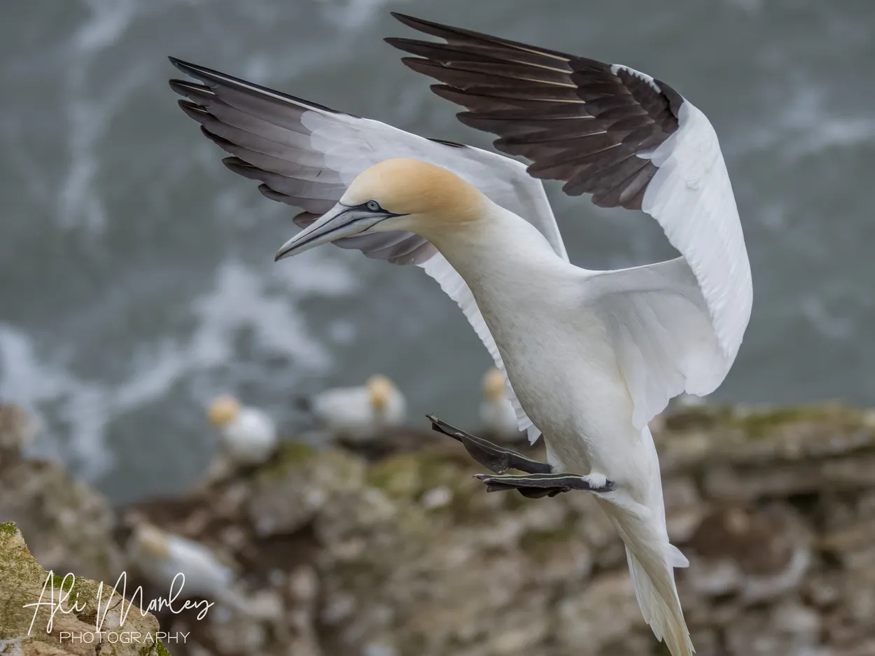 Entry 16176407