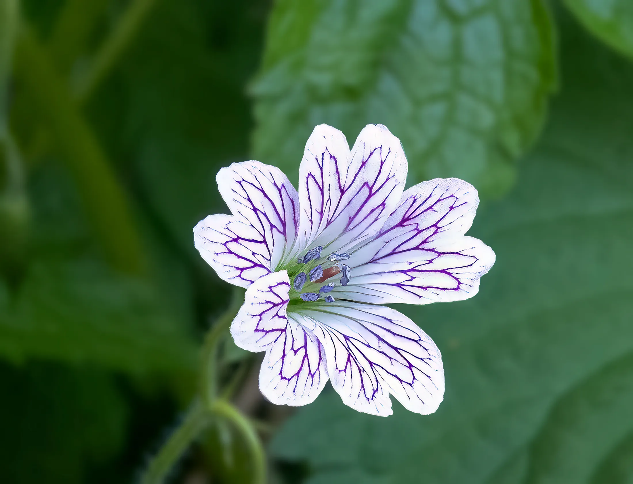 Entry 29273268