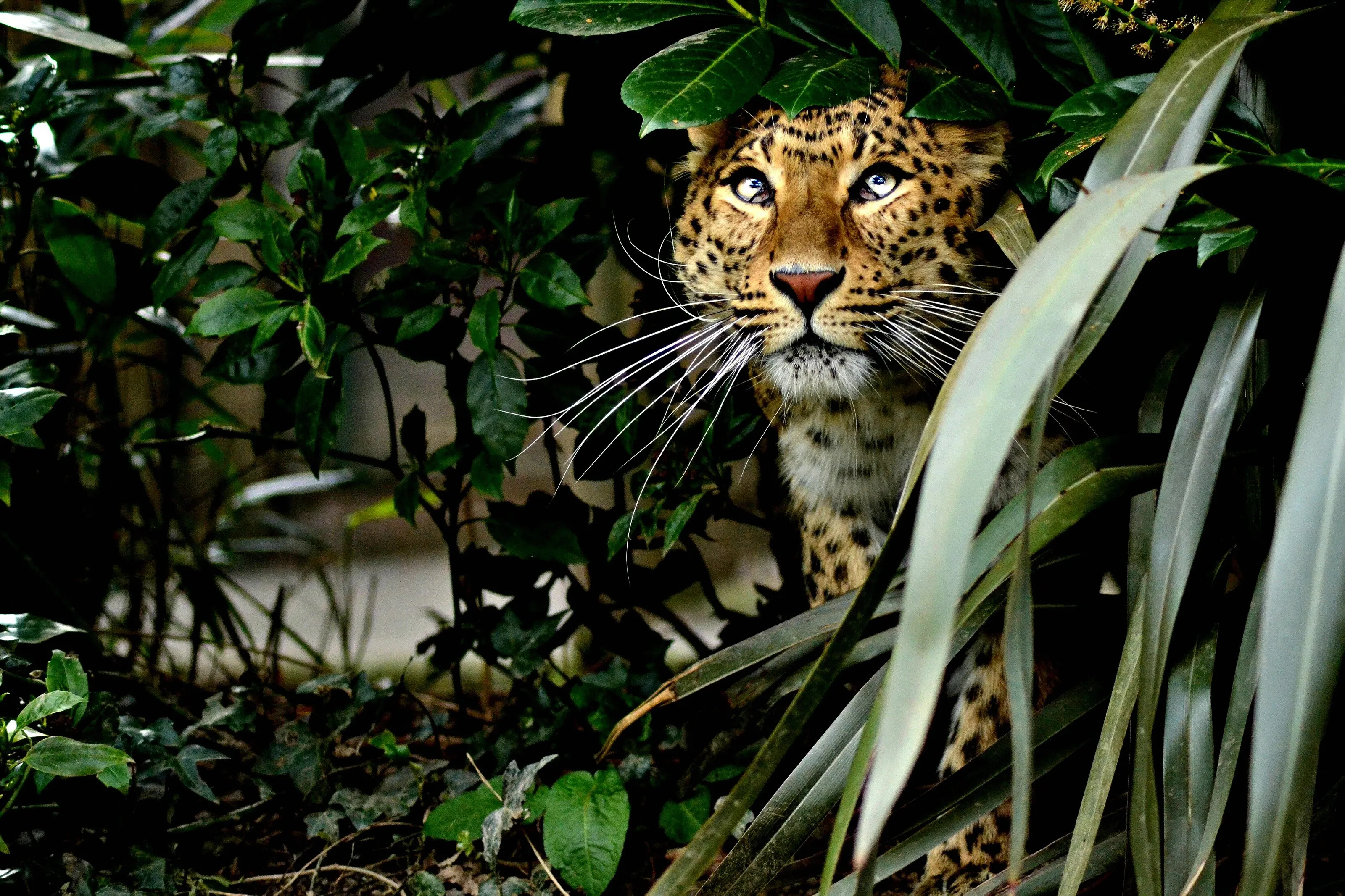 North-Chinese leopard