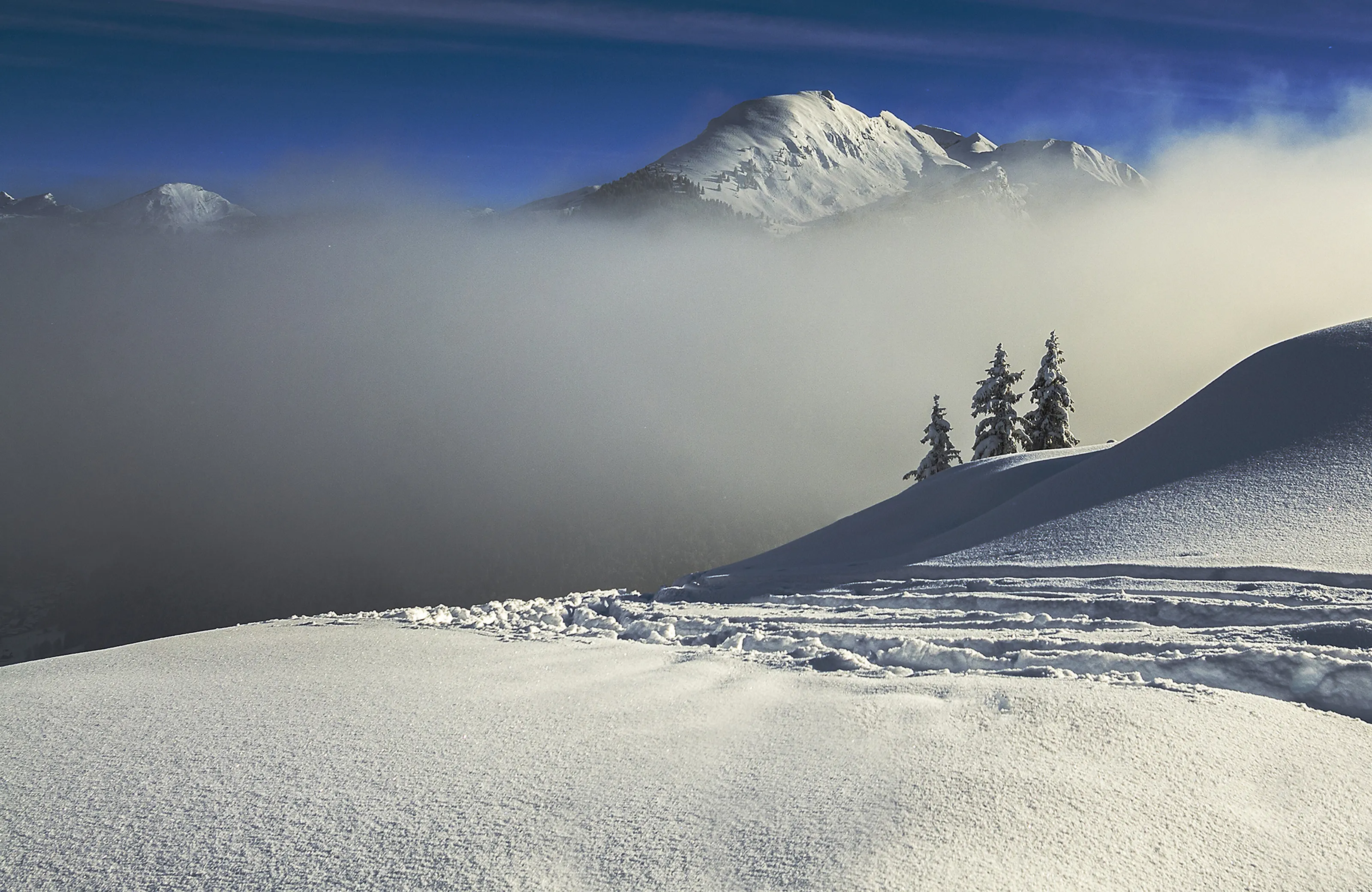 Bluebird Day