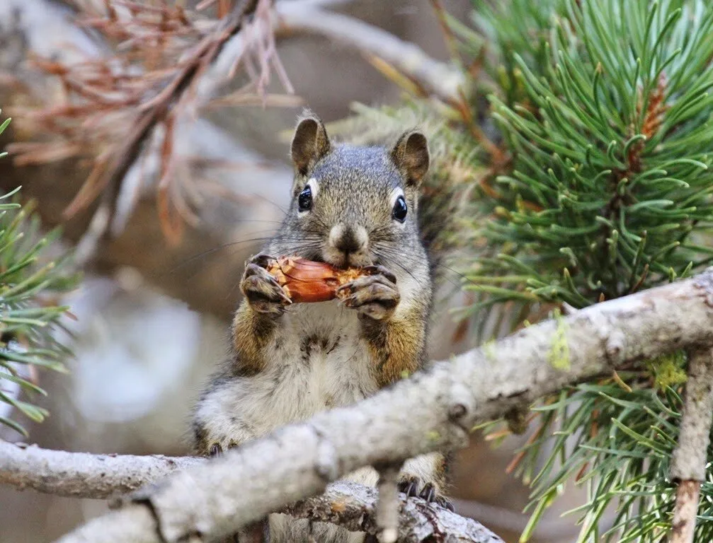 Grey squirrel.