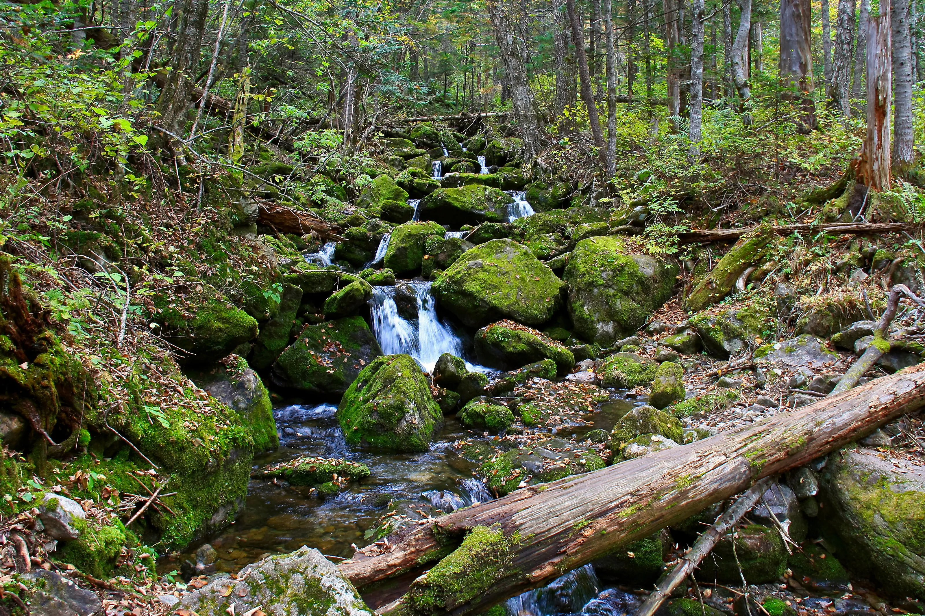 Secluded area of dense forest and a stream in the mountains.