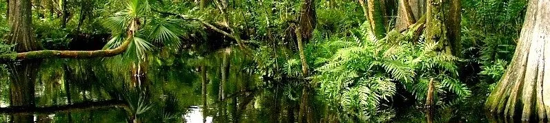 Loxahatchee River.... now or hundreds of years ago