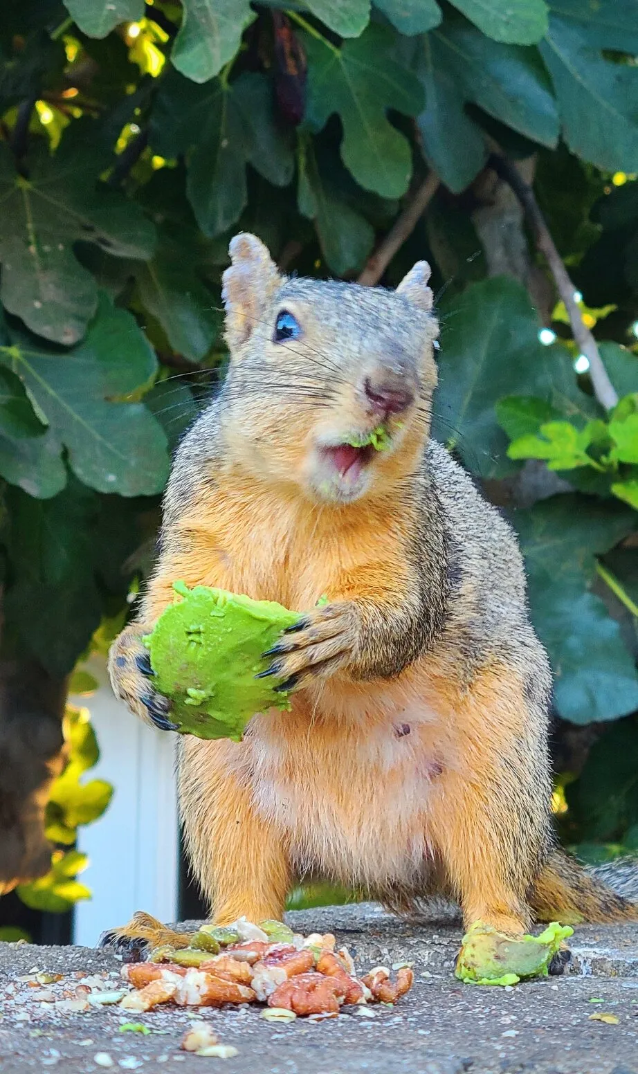 Delores the Avocado Eating Squirrel