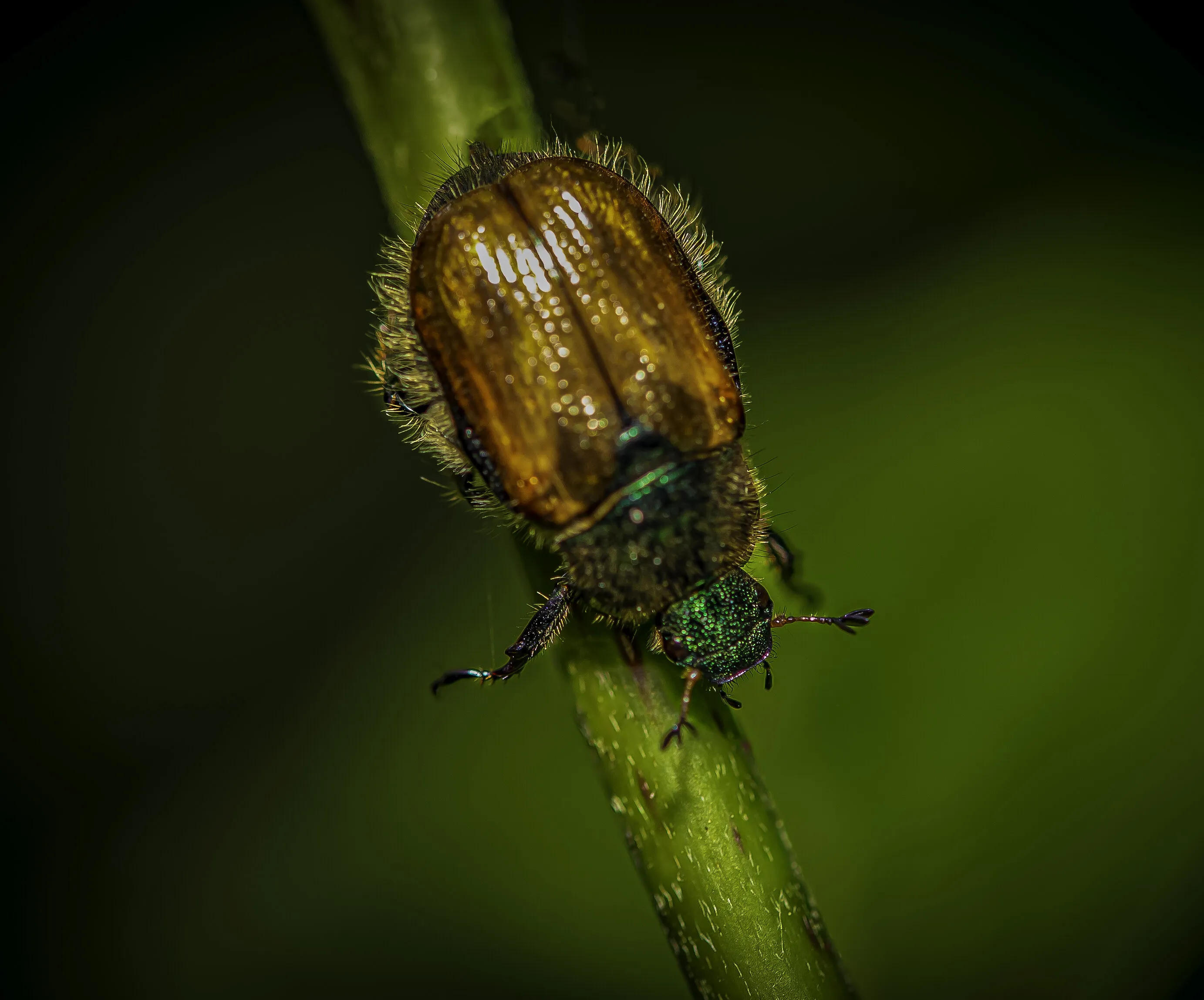 Bug on a stem