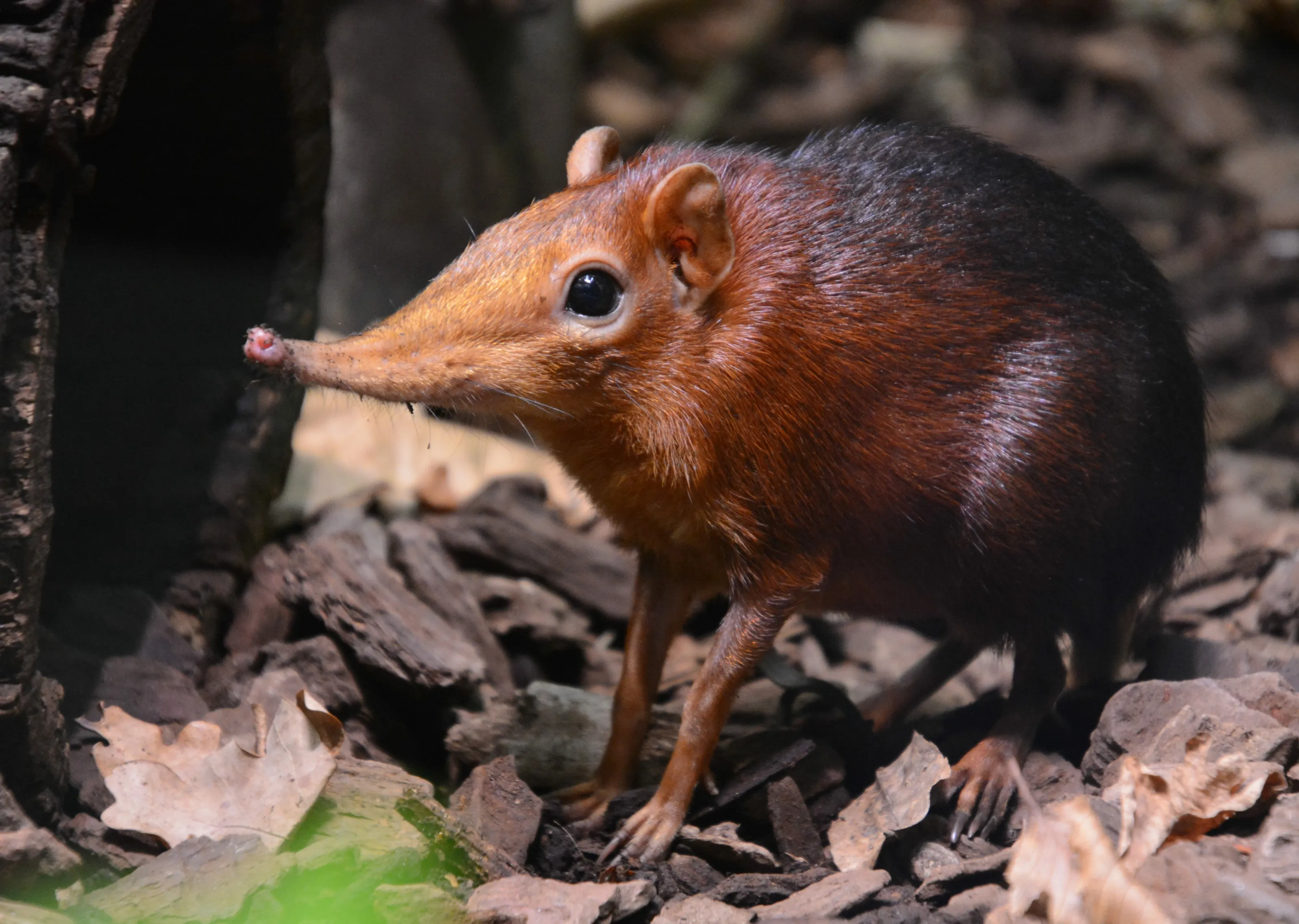 Red-shouldered proboscis dog