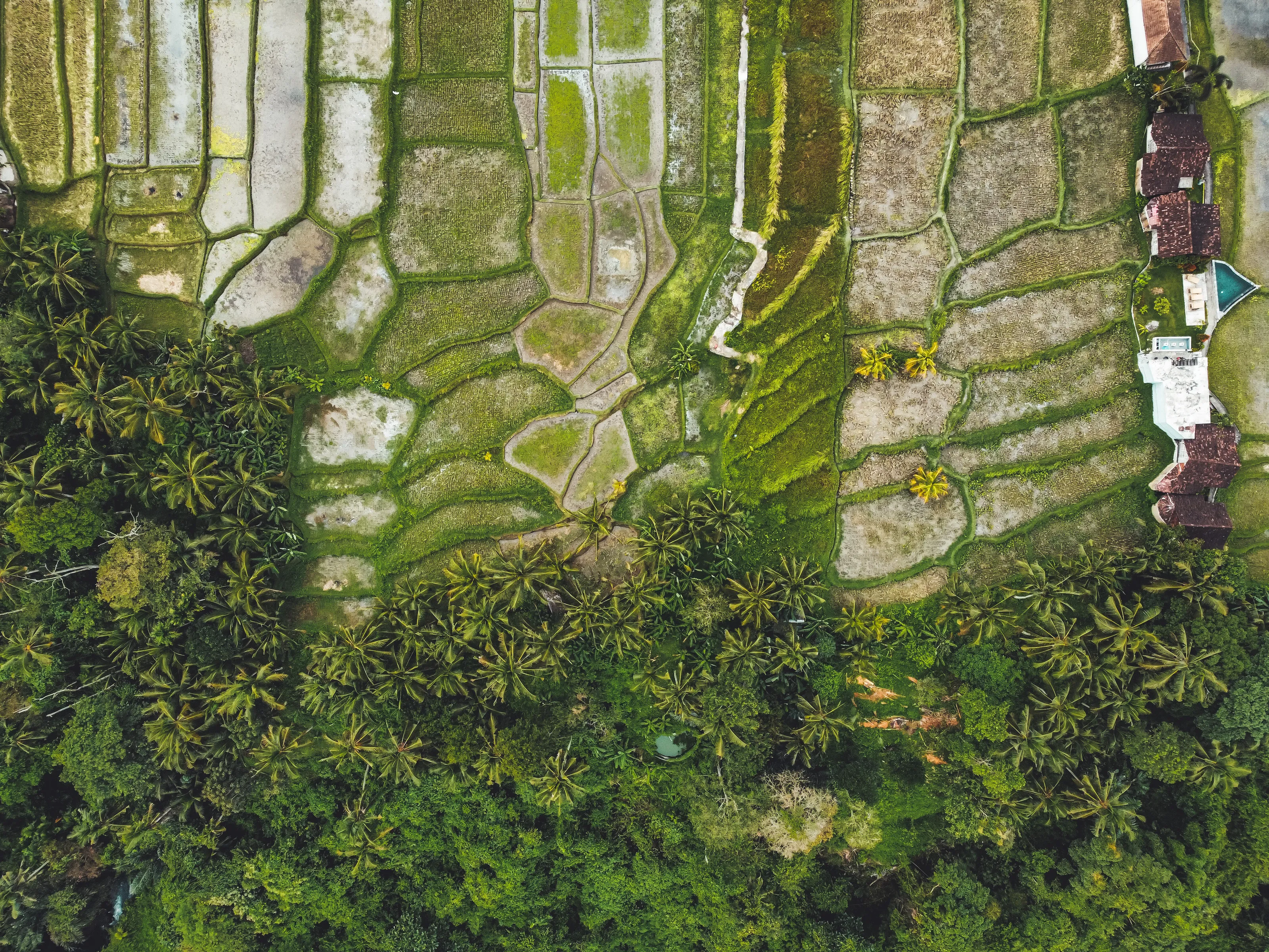 Green lands