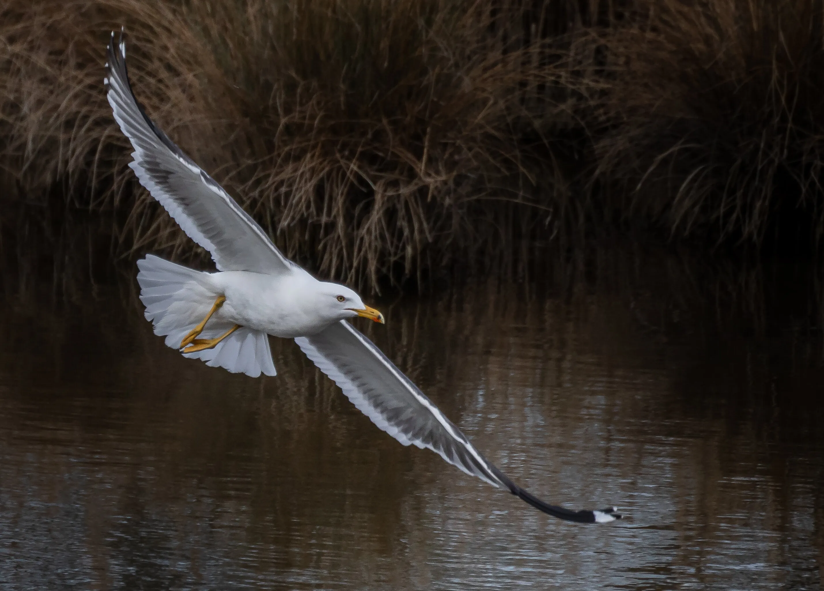 Gull in Flight