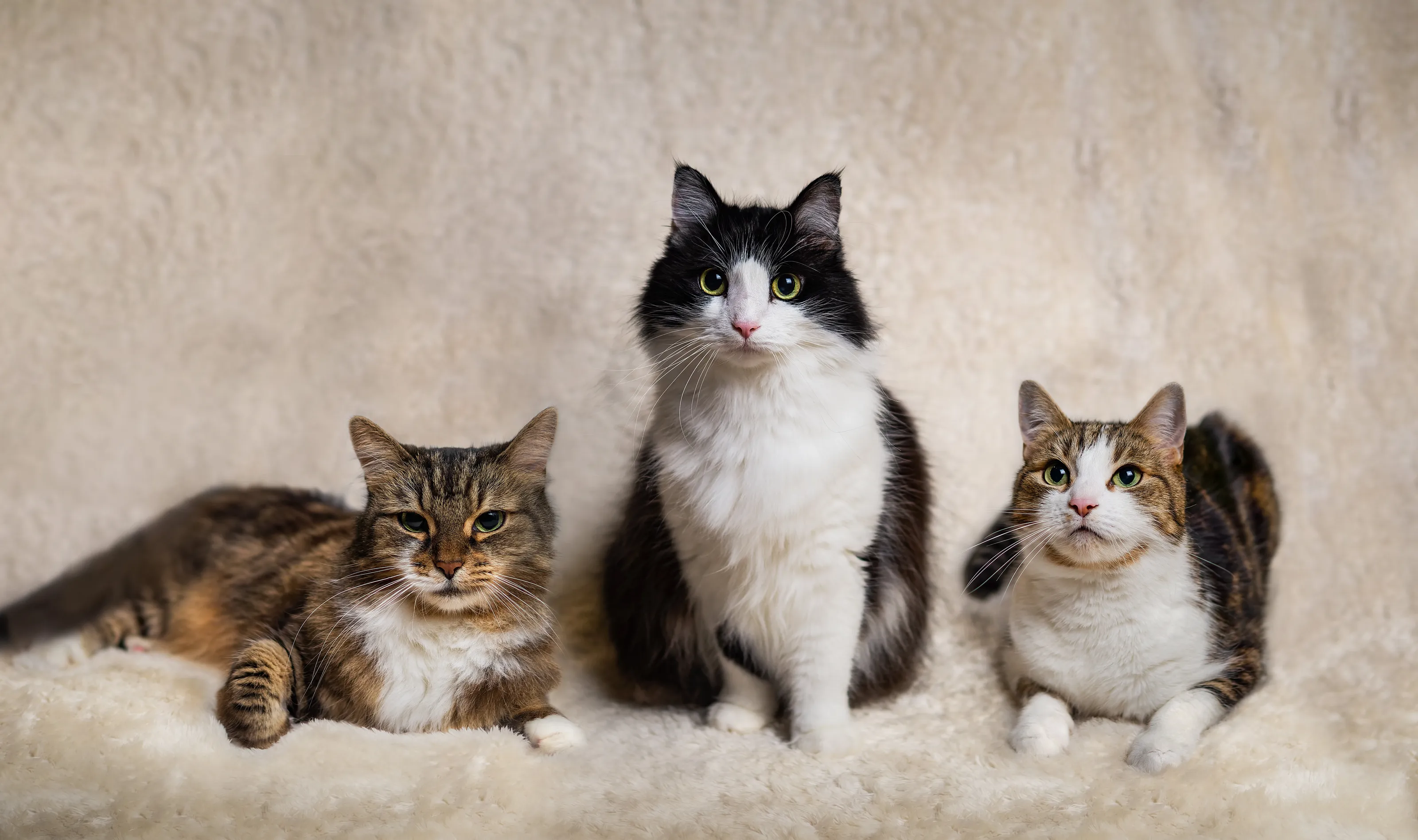 The Three Whiskateers