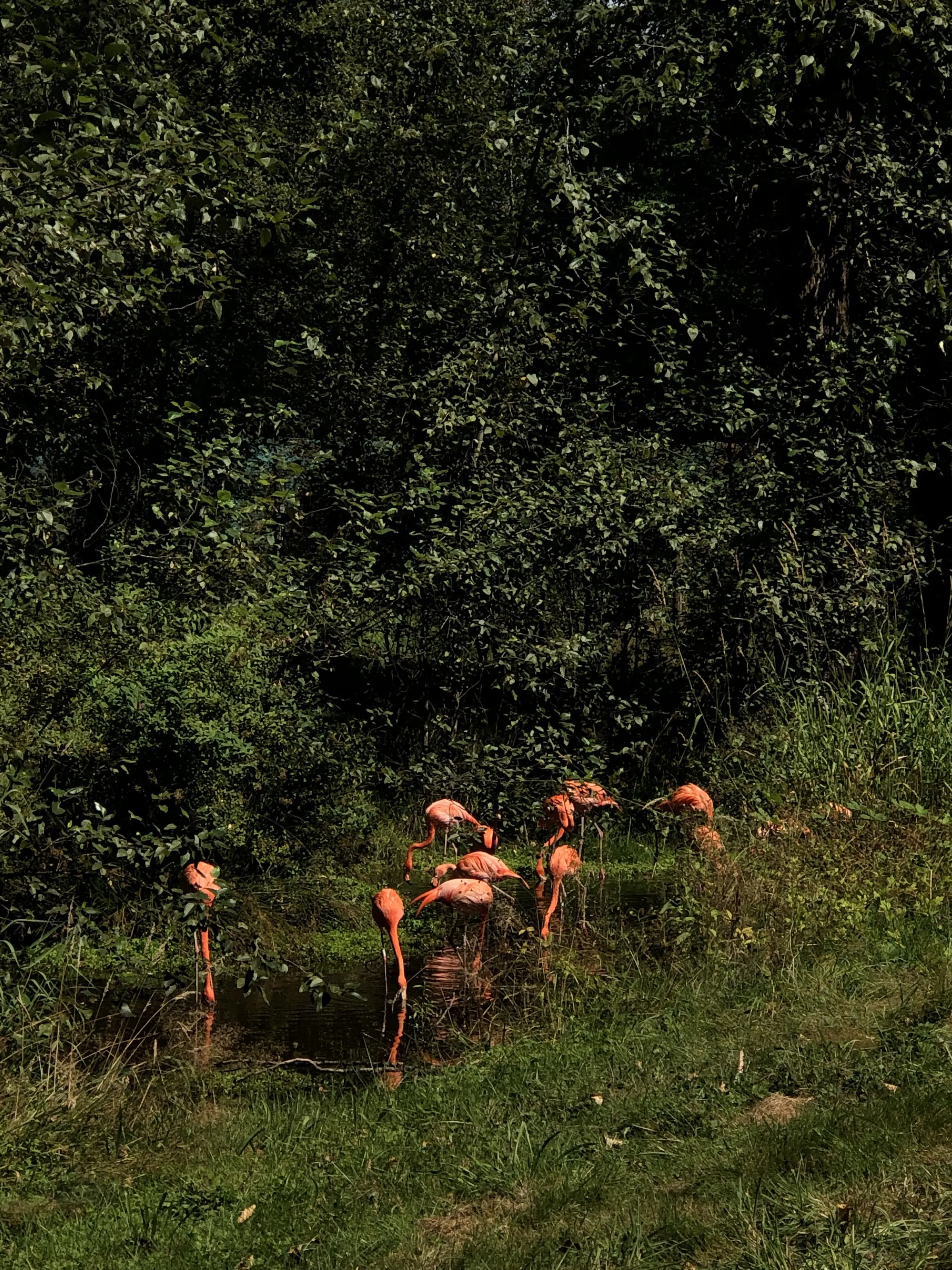 Flamingoes Getting a Drink