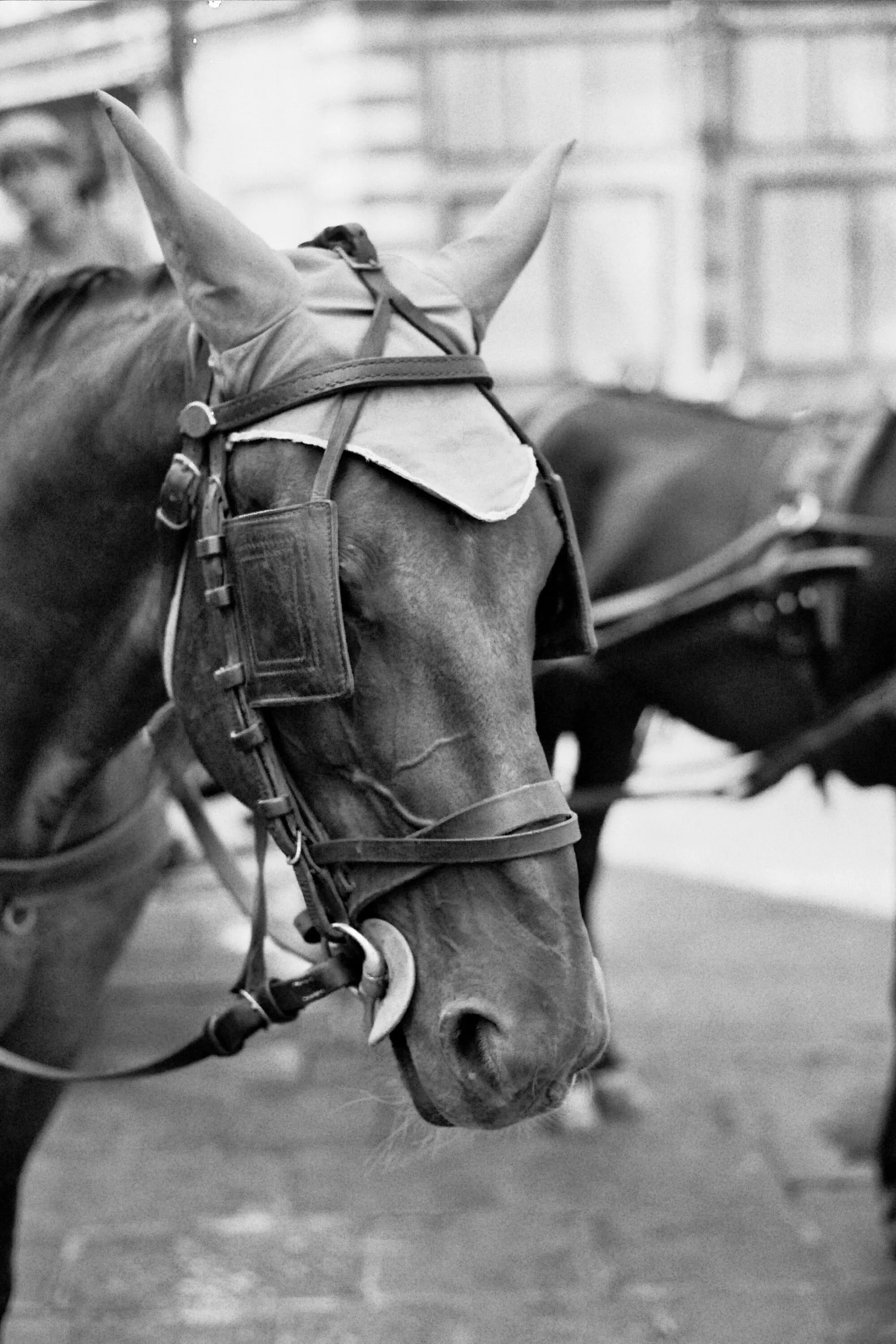 Working Horse, Florence