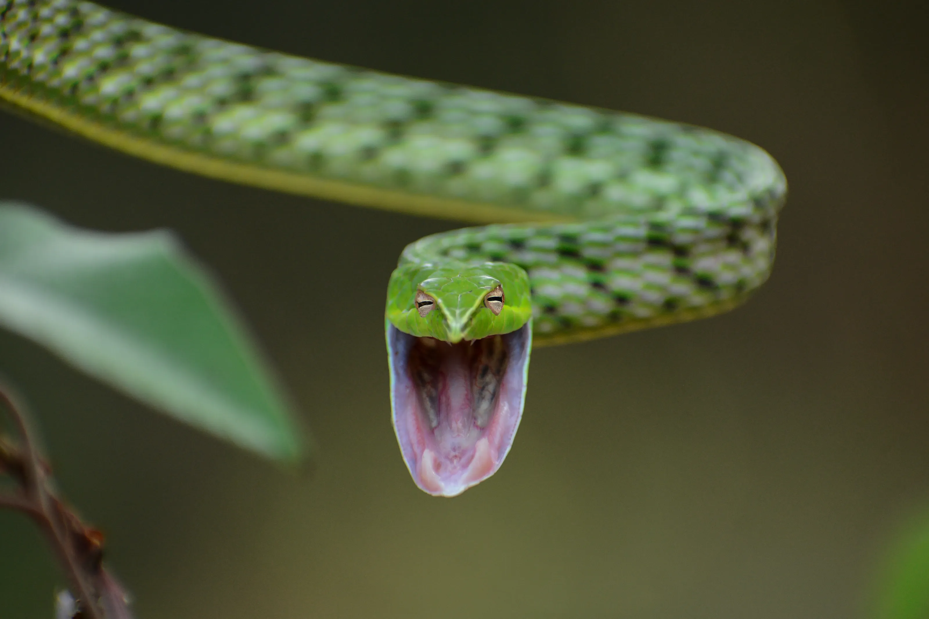 Aggressive vine