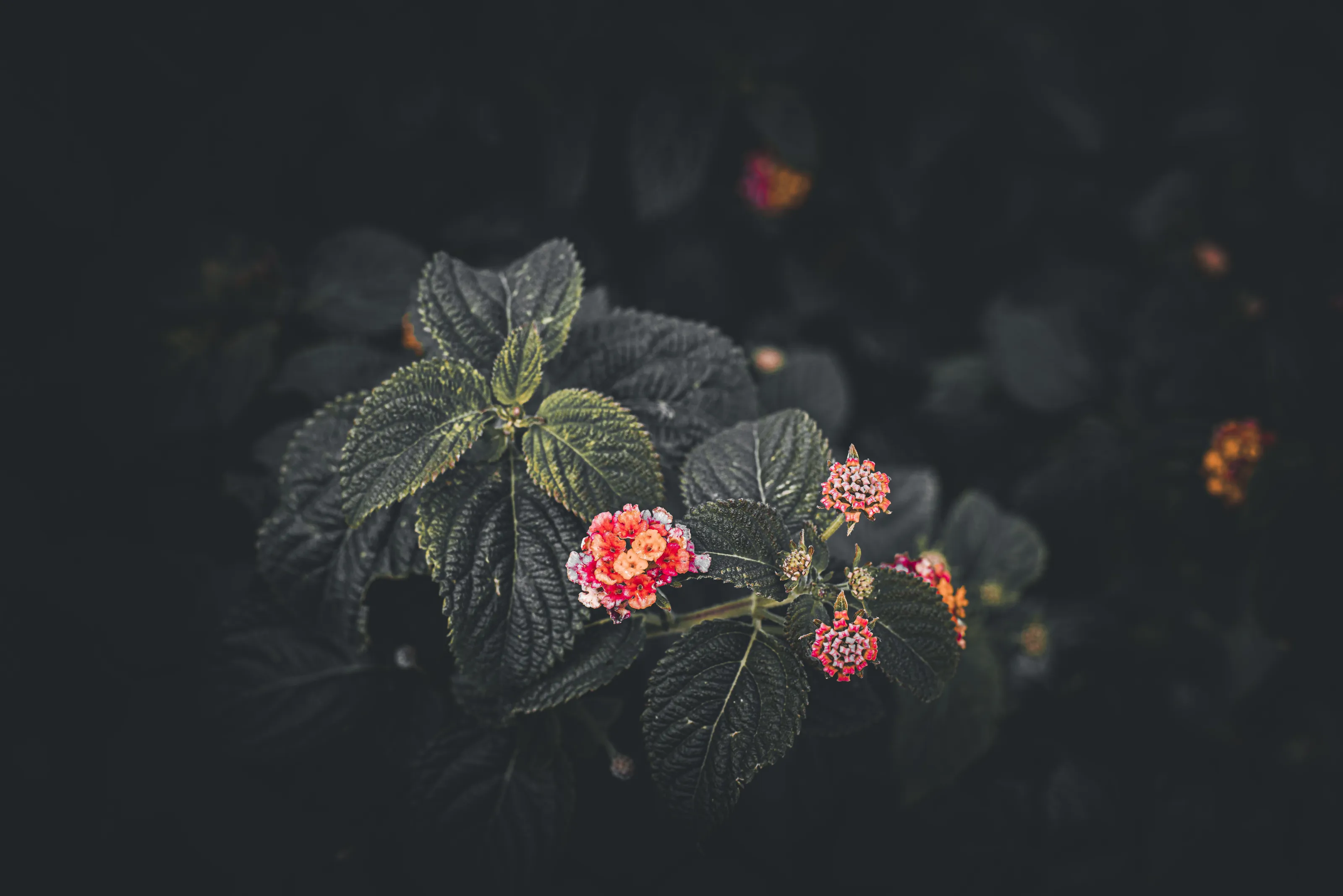 Night Flowers