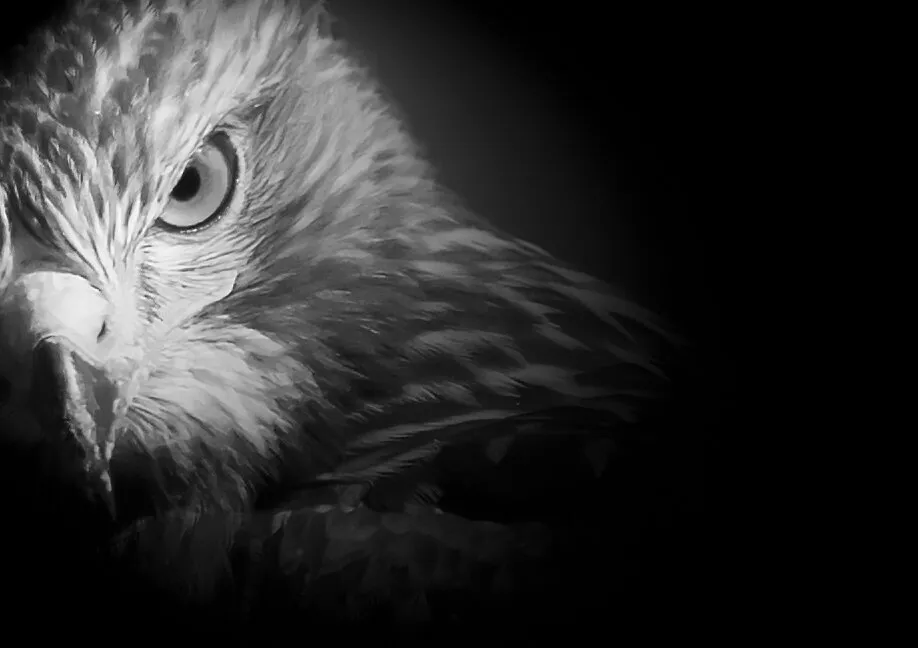 Shadowed Red Tail